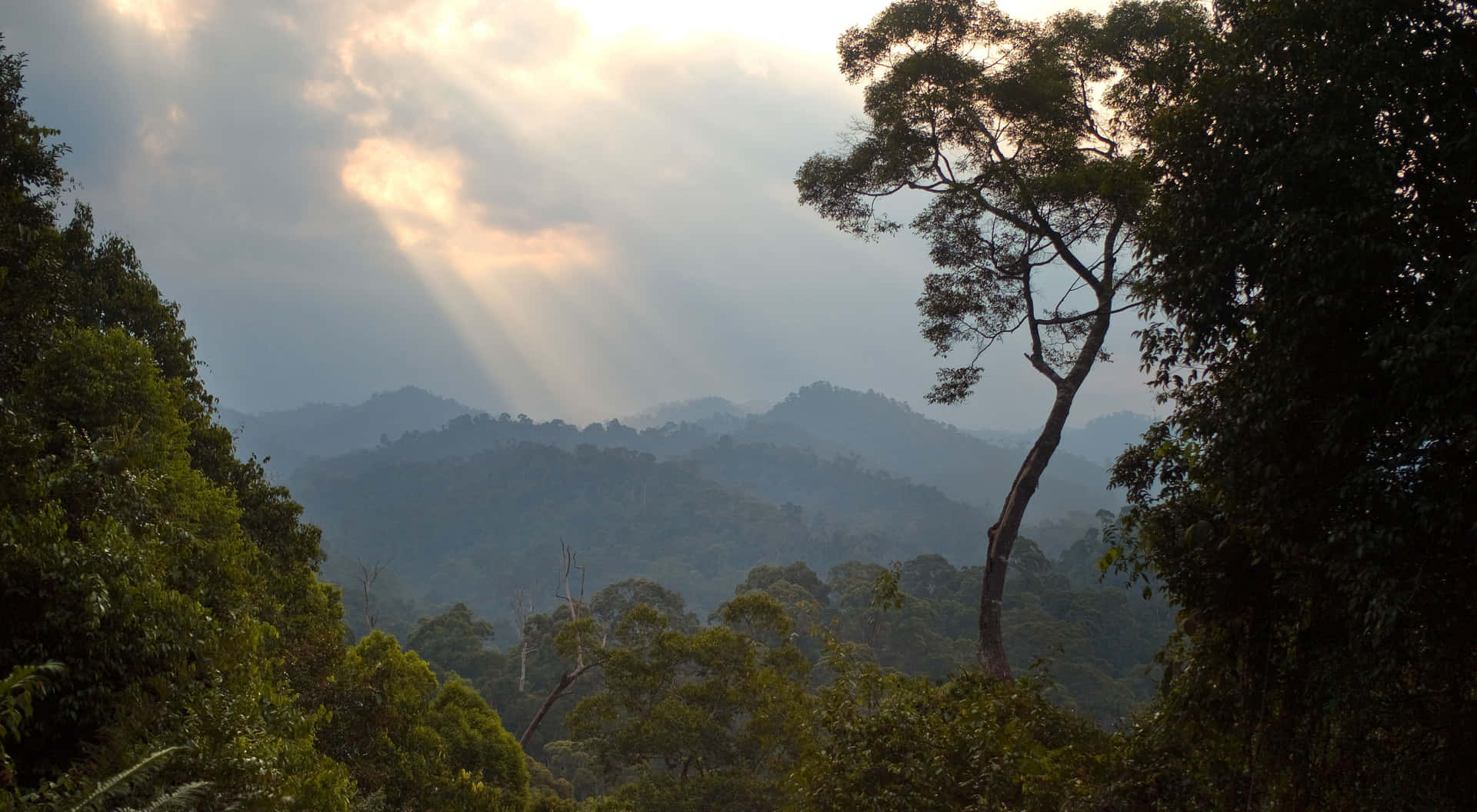 壁紙 — 陽光穿過雲層，照亮霧氣瀰漫的森林山脈，一棵孤樹框住景色。
