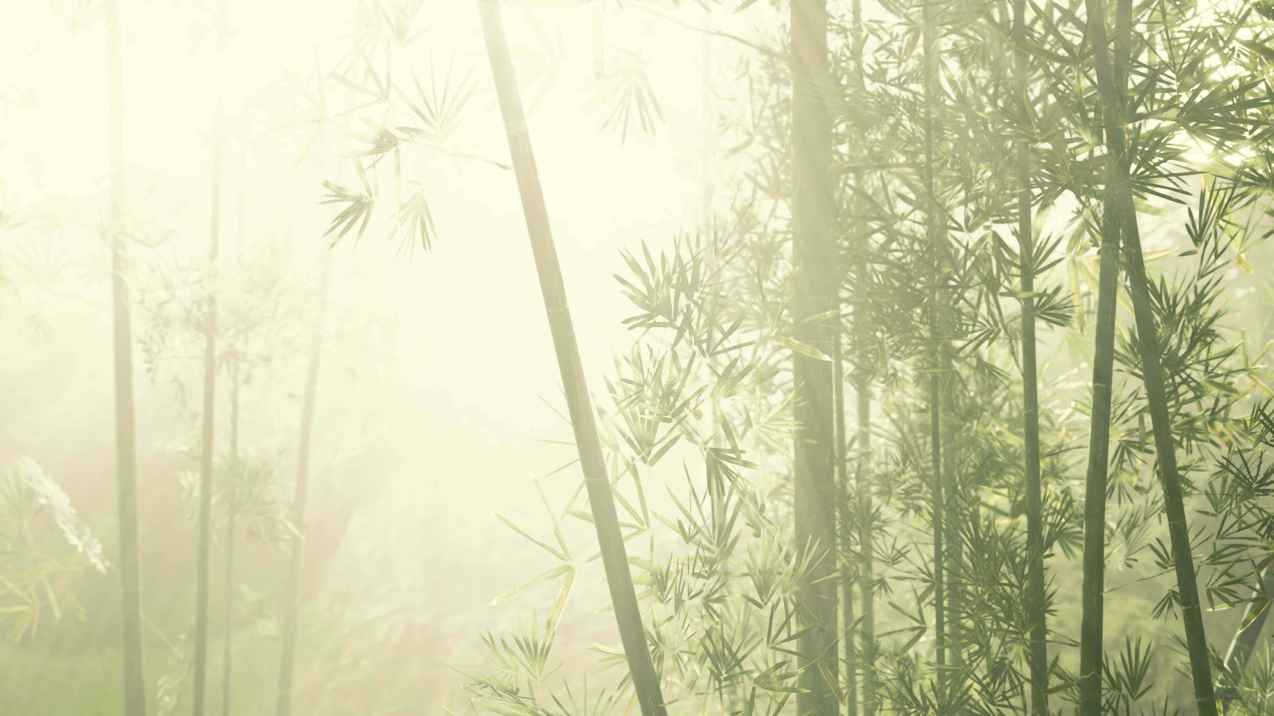 Chinese Bamboo 桌布 壁紙 — 陽光穿過霧林中的高大竹莖，營造出寧靜而空靈的氛圍。