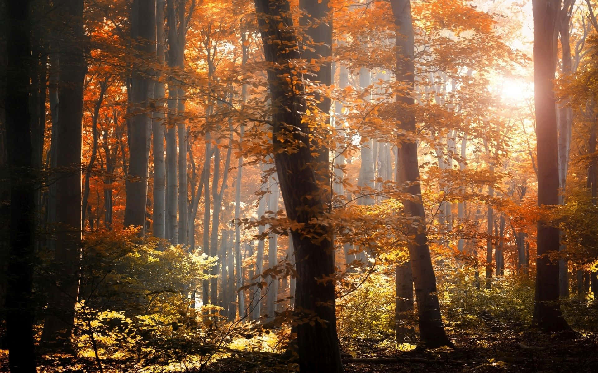 Fall Mist 桌布 壁紙 — 陽光穿過霧氣森林中的金色秋葉，營造出溫暖發光的氛圍。