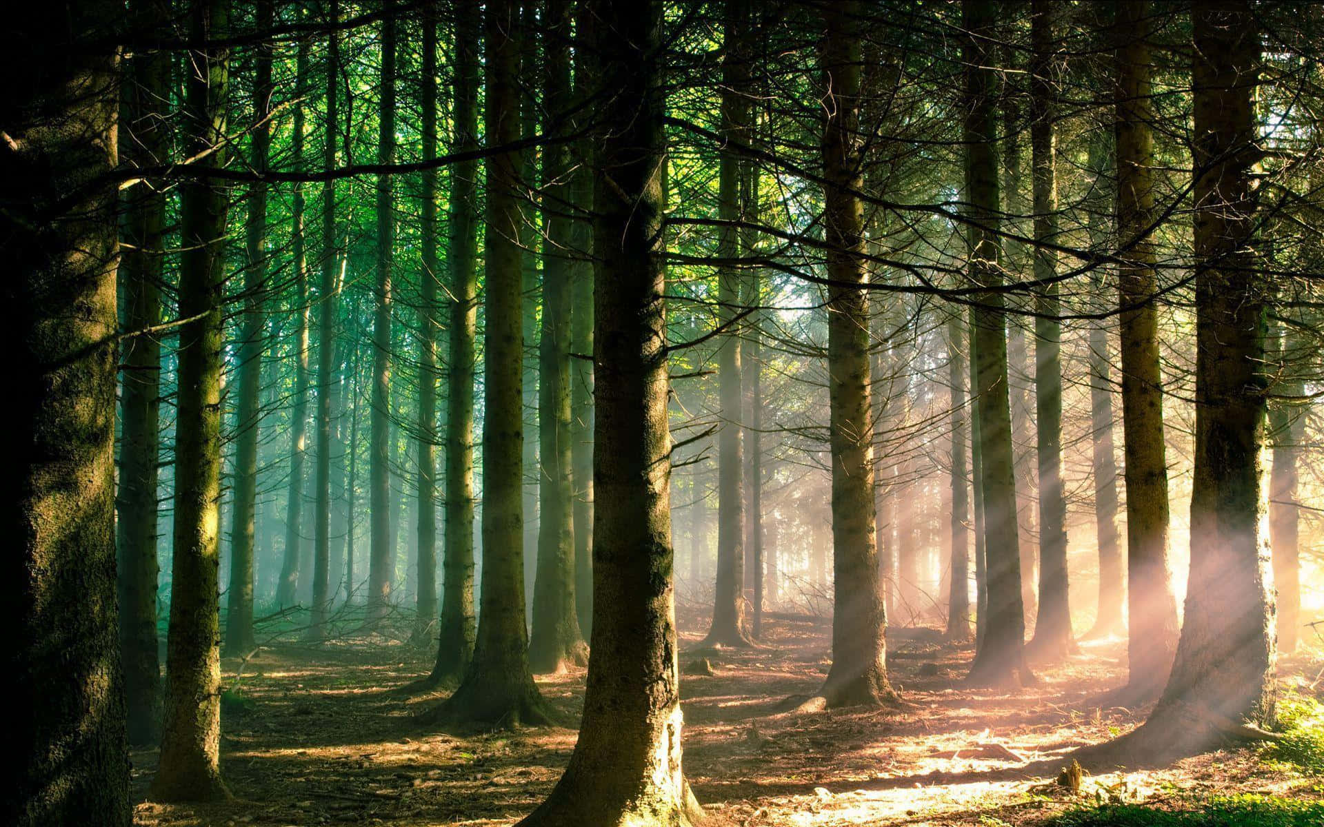 trees 桌布 壁紙 — 陽光穿過霧氣森林中的高大樹木，在森林地面上投射出金色的光芒。