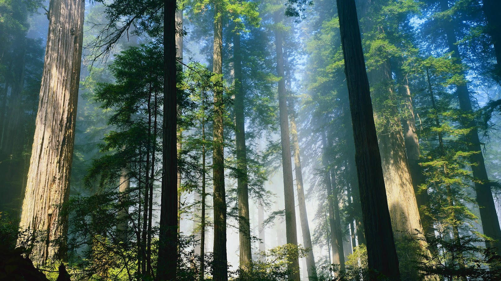 Morning 桌布 壁紙 — 陽光穿過霧氣森林中高聳的紅杉樹，營造出寧靜而雄偉的氛圍。