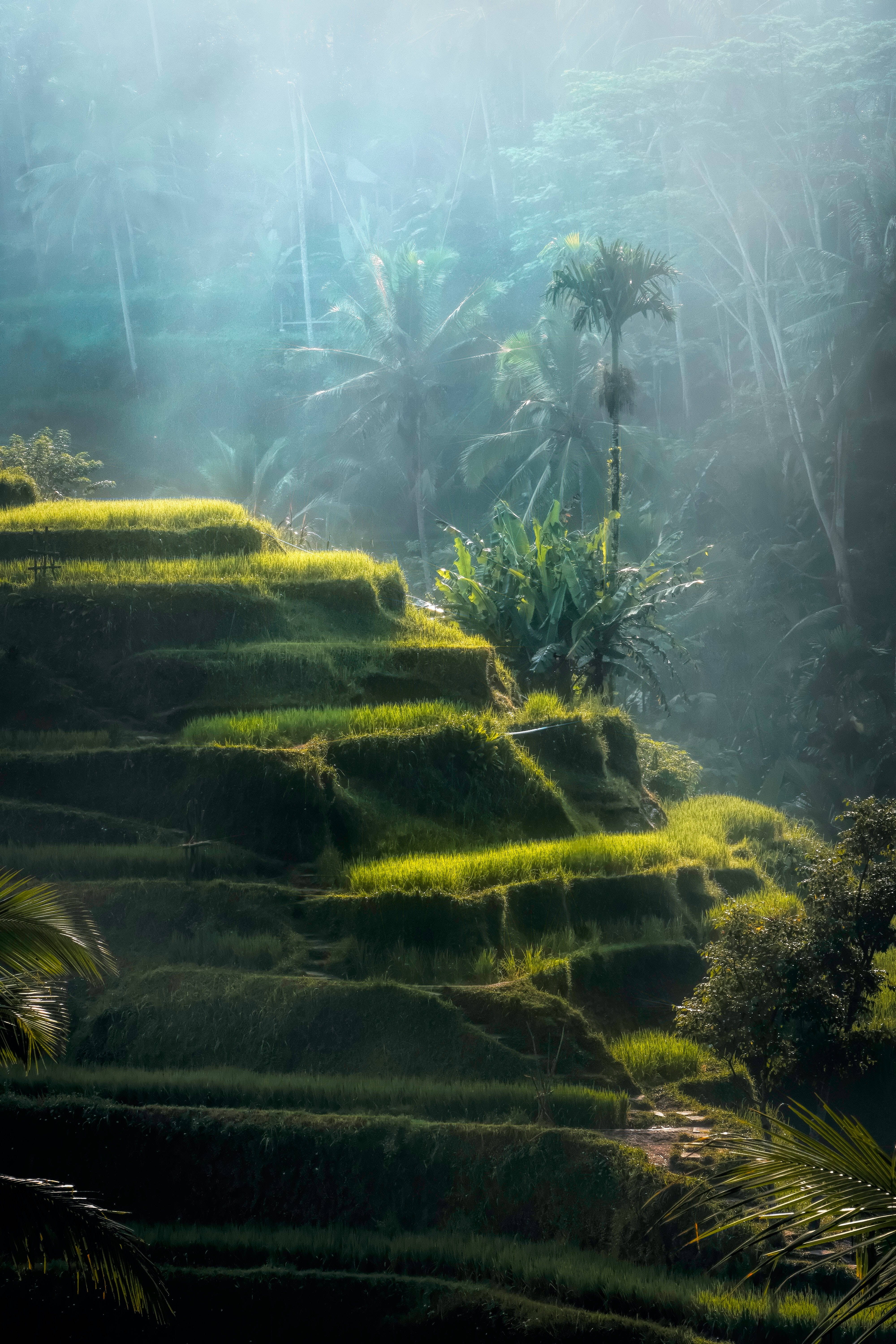 Rainforest 桌布 壁紙 — 陽光穿過霧氣瀰漫的叢林樹冠，照亮了峇里島充滿活力的綠色梯田。