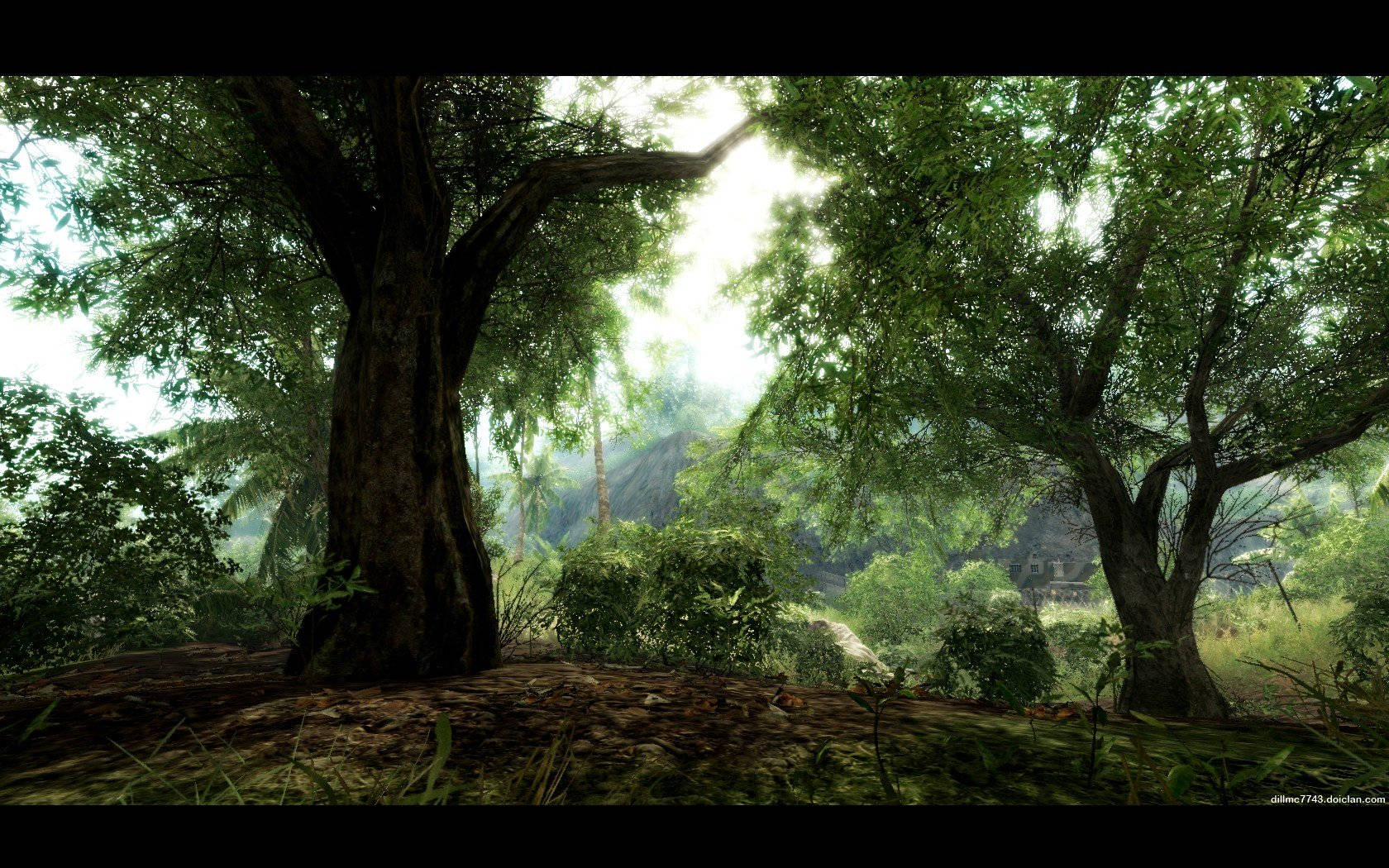Crysis Warhead 桌布 壁紙 — 陽光穿過霧氣瀰漫的叢林空地上古老樹木茂密的綠色樹冠。