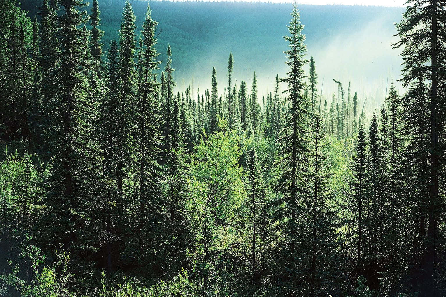 Pine Tree 桌布 壁紙 — 陽光穿過霧氣瀰漫的山林中的高聳常綠樹，營造出寧靜祥和的氛圍。