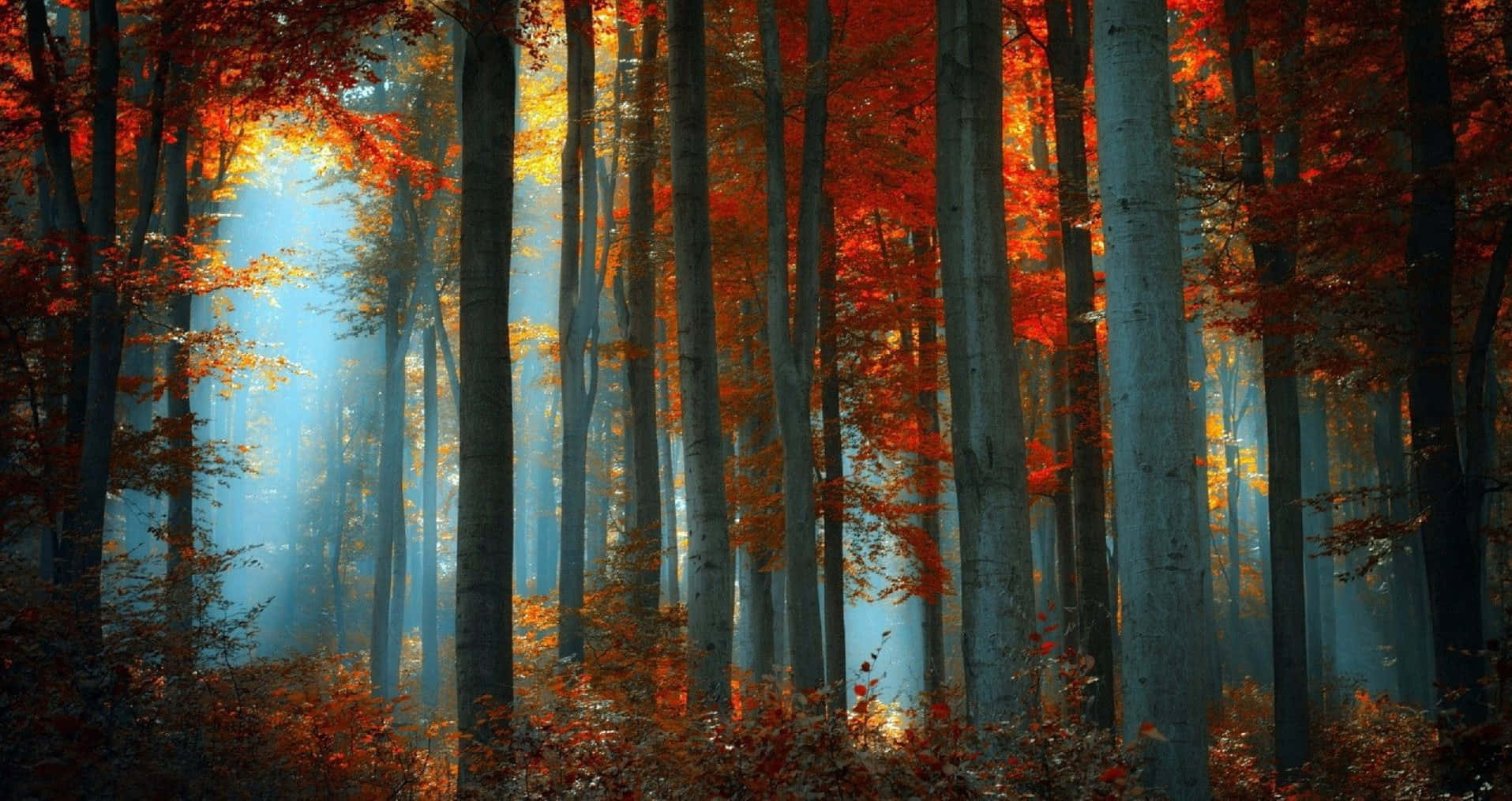 Fall Desktop 桌布 壁紙 — 陽光穿過霧氣瀰漫的森林中鮮豔的紅色和橙色秋葉，高大的樹木纖細挺拔。