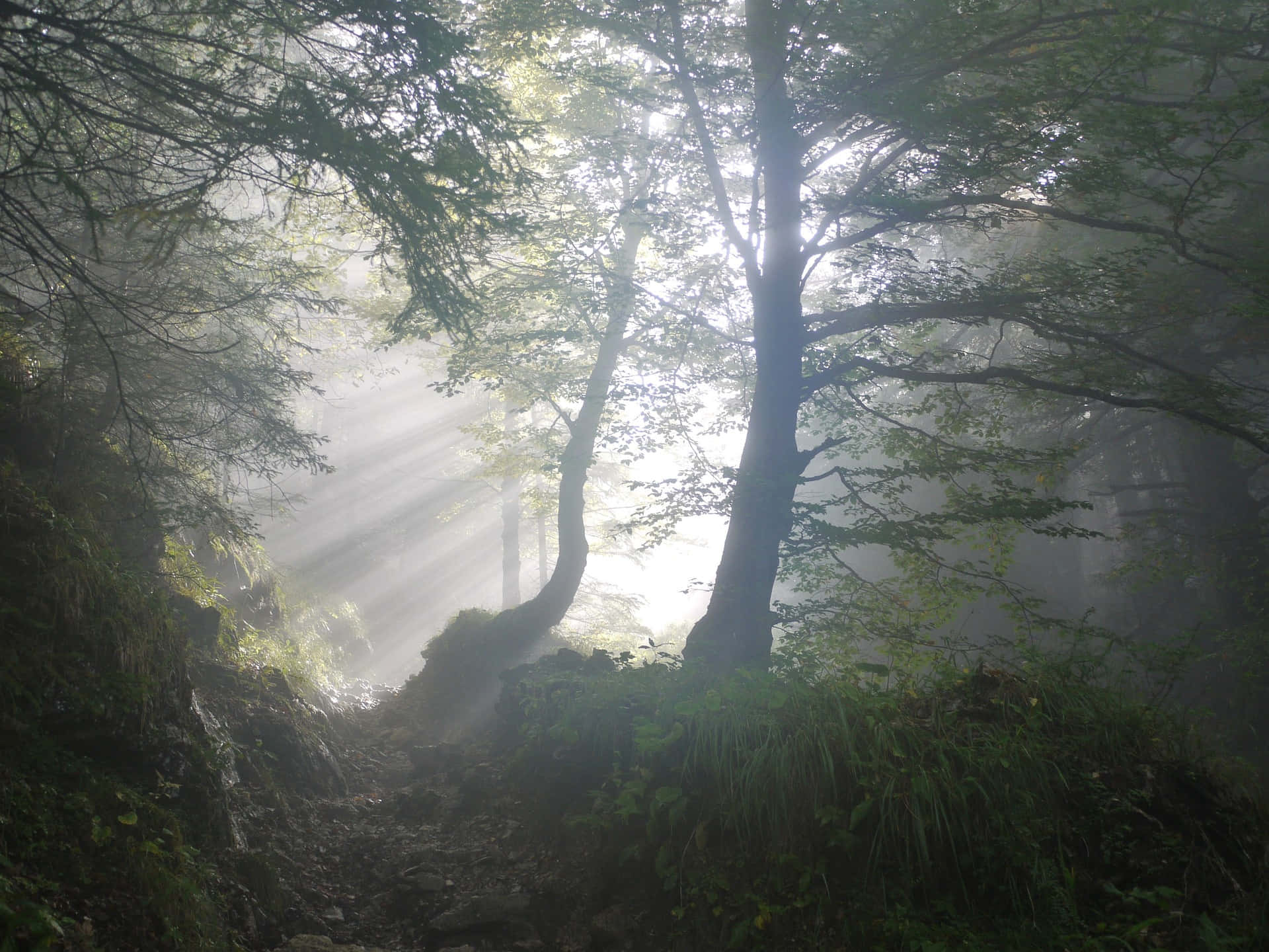 Beautiful Forest 桌布 壁紙 — 陽光穿過霧氣瀰漫的森林樹冠，照亮了一條蜿蜒的泥土小徑，兩旁長滿了長滿苔蘚的樹木和蕨類植物。
