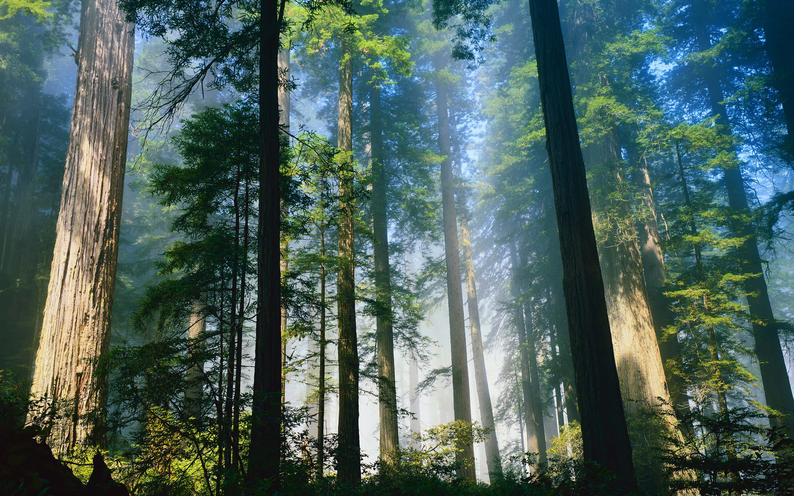 trees 桌布 壁紙 — 陽光穿過霧氣籠罩的森林中高聳的紅杉樹，營造出寧靜而雄偉的自然景象。
