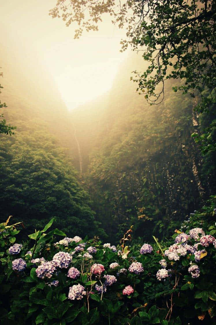 Rainforest 桌布 壁紙 — 陽光穿過霧氣籠罩的森林樹冠，照亮前景的紫色繡球花。