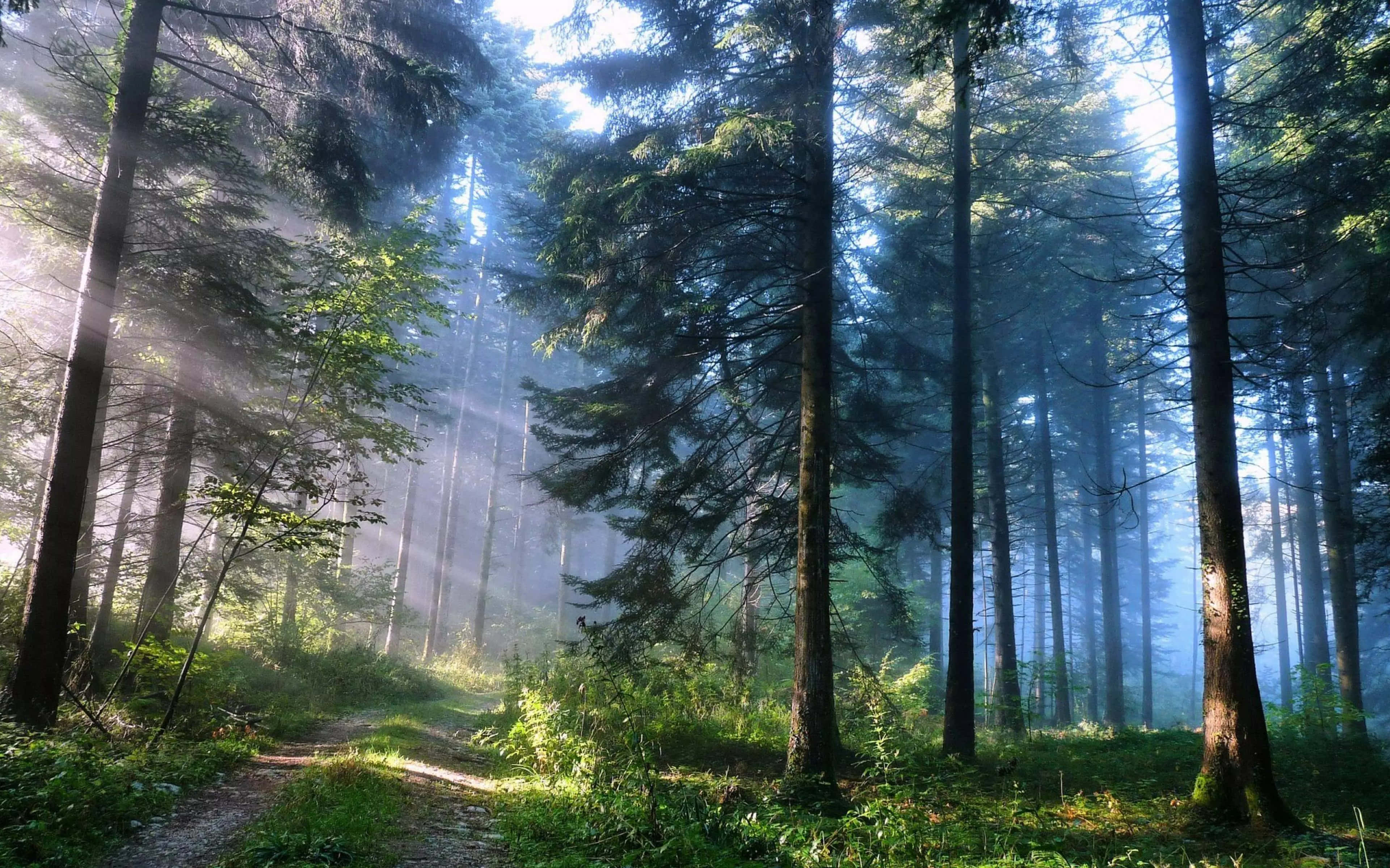 Magical Forest 桌布 壁紙 — 陽光穿過霧氣繚繞的松樹，照亮了一條充滿翠綠灌木的森林小徑。