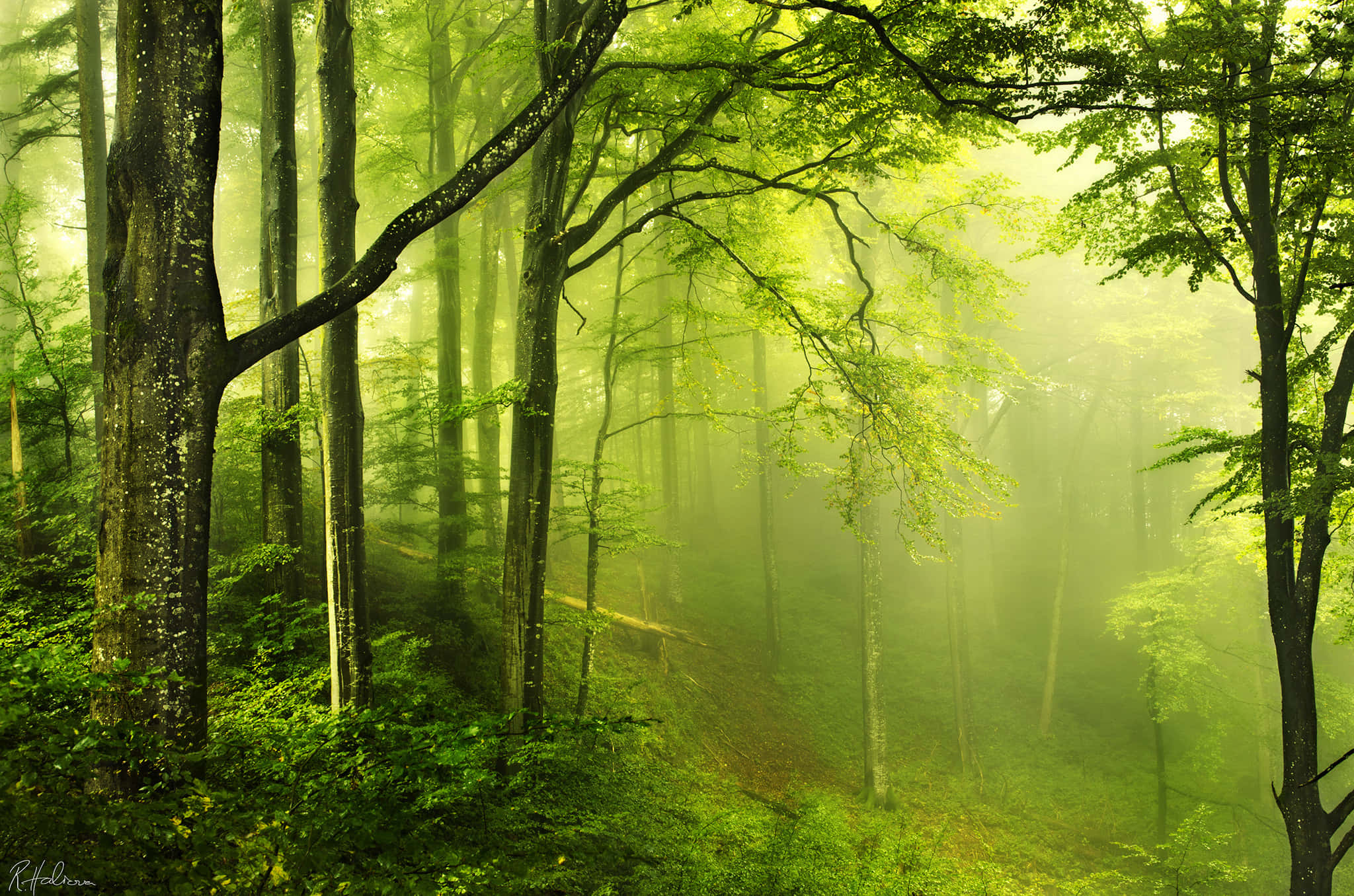 3d Forest 桌布 壁紙 — 陽光穿過霧氣繚繞的綠樹，灑落在寧靜的森林中，沐浴在空靈的晨光裡。
