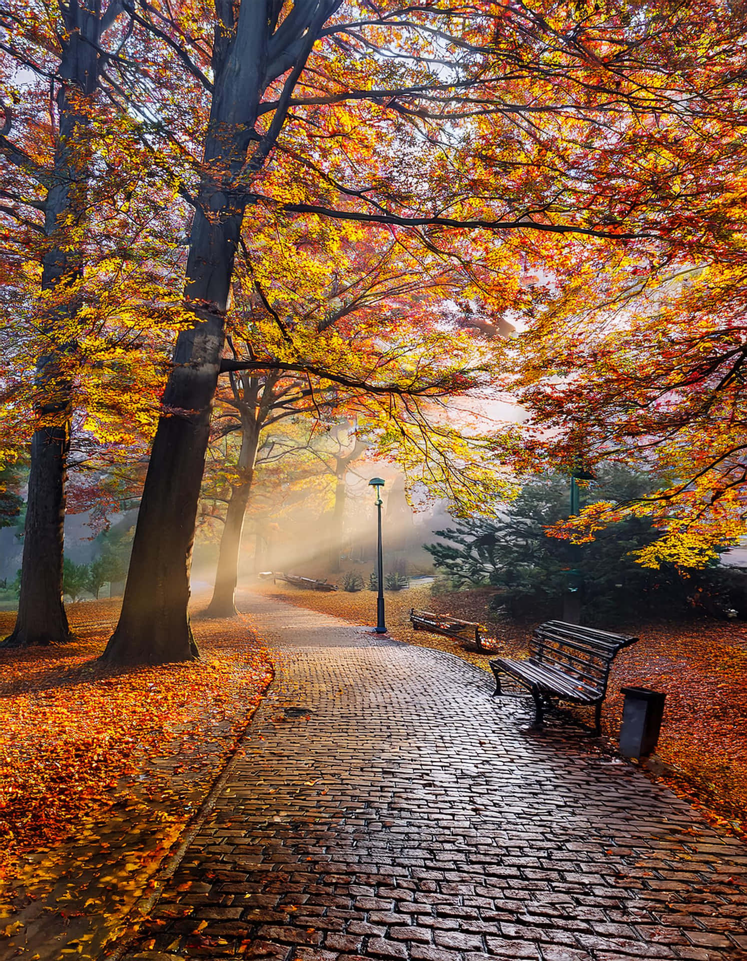 The Silence of Autumn 壁紙 — 陽光穿過頭頂上鮮豔的橙色和黃色秋葉，在鋪滿長椅和樹木的鵝卵石小徑上投下金色光芒。