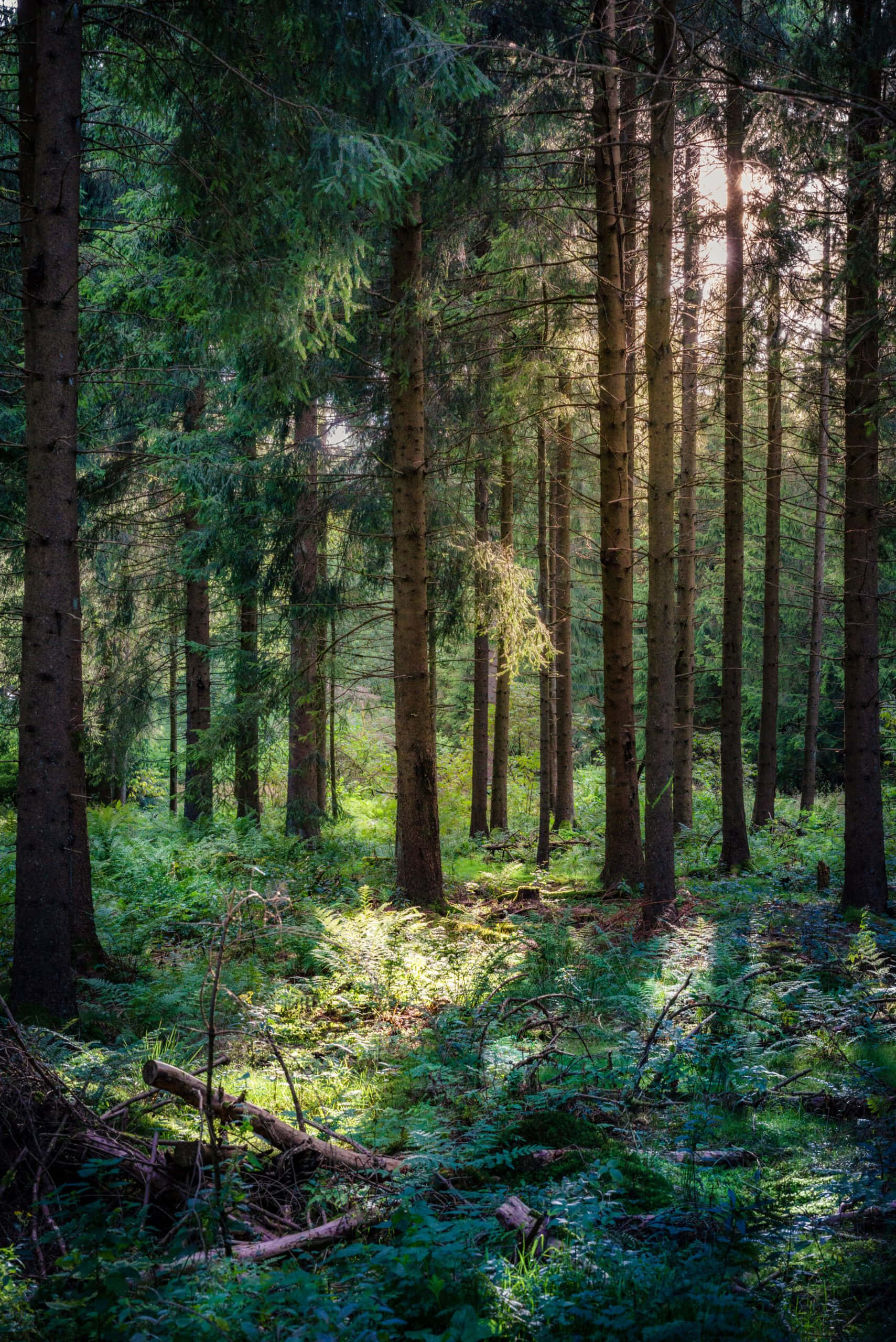 Forest Conservation 桌布 壁紙 — 陽光穿過高大的松樹，在茂密的綠色森林地面上投下斑駁的光影。