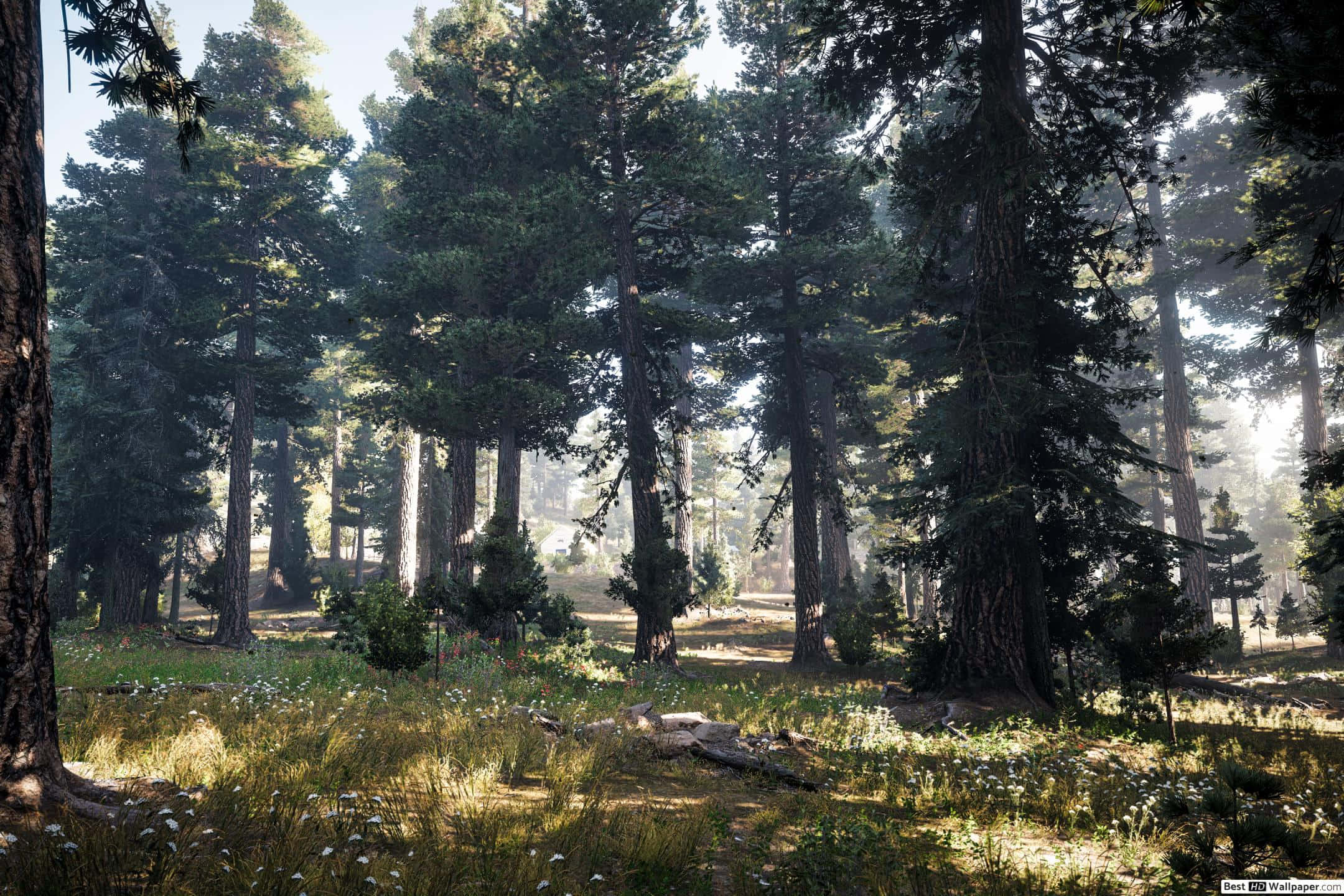 Best Far Cry 5 桌布 壁紙 — 陽光穿過高大的松樹，在長滿苔蘚的森林地面上投下斑駁的光影，點綴著野花。