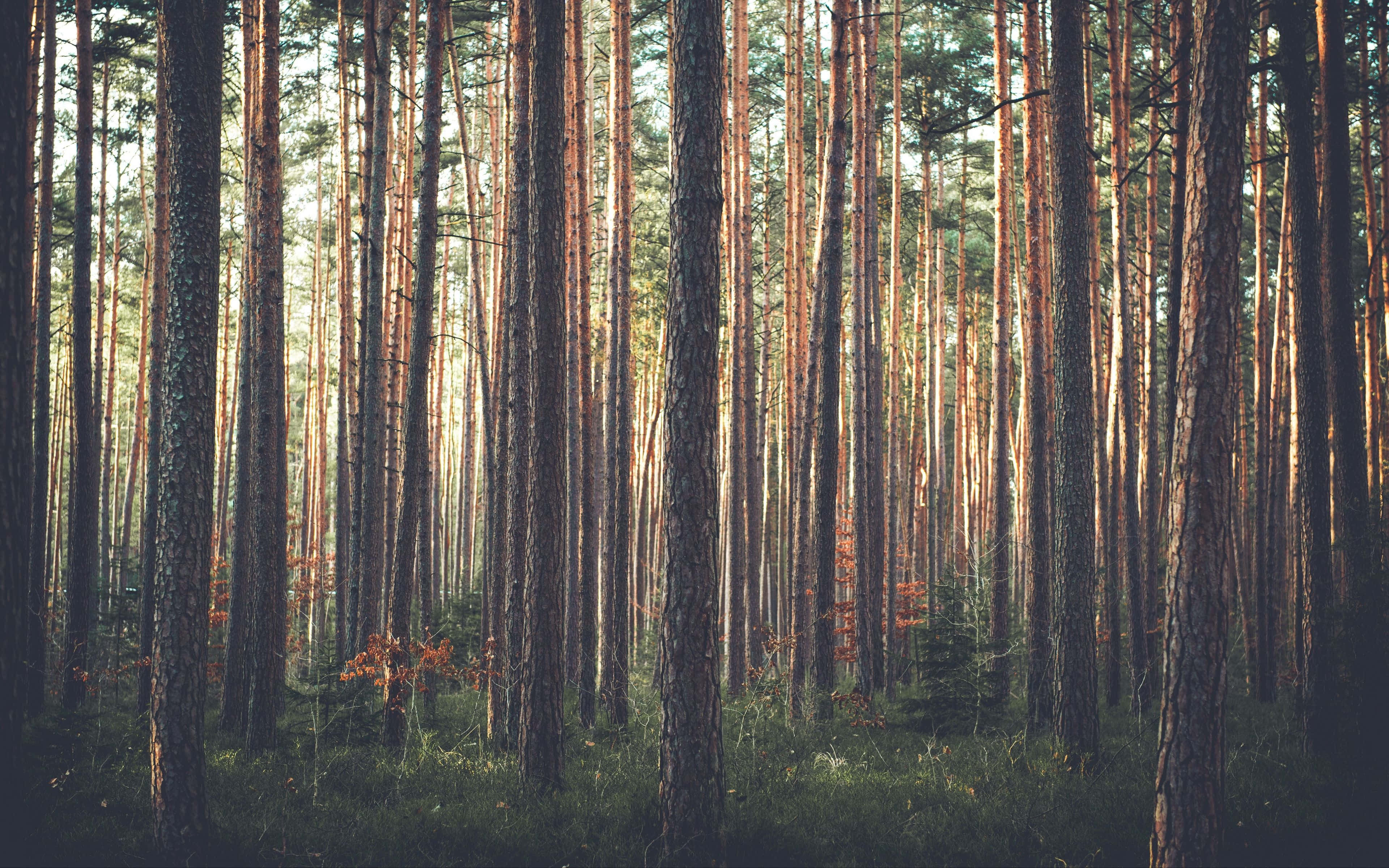 Pine Tree 桌布 壁紙 — 陽光穿過高大的松樹，在長滿苔蘚的森林地面上投下金色光束。