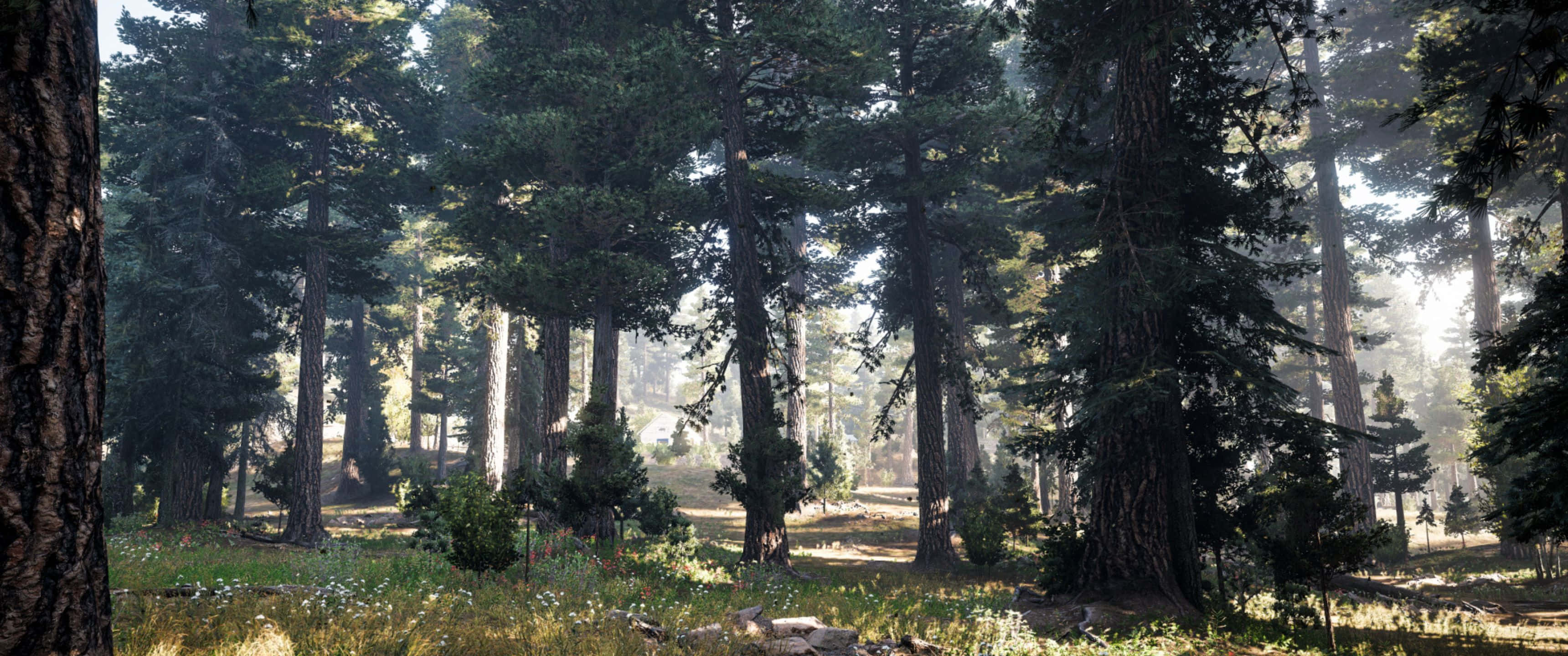 3440x1440p Far Cry 5 桌布 壁紙 — 陽光穿過高大的松樹，在長滿苔蘚的森林地面上投下斑駁的陰影。