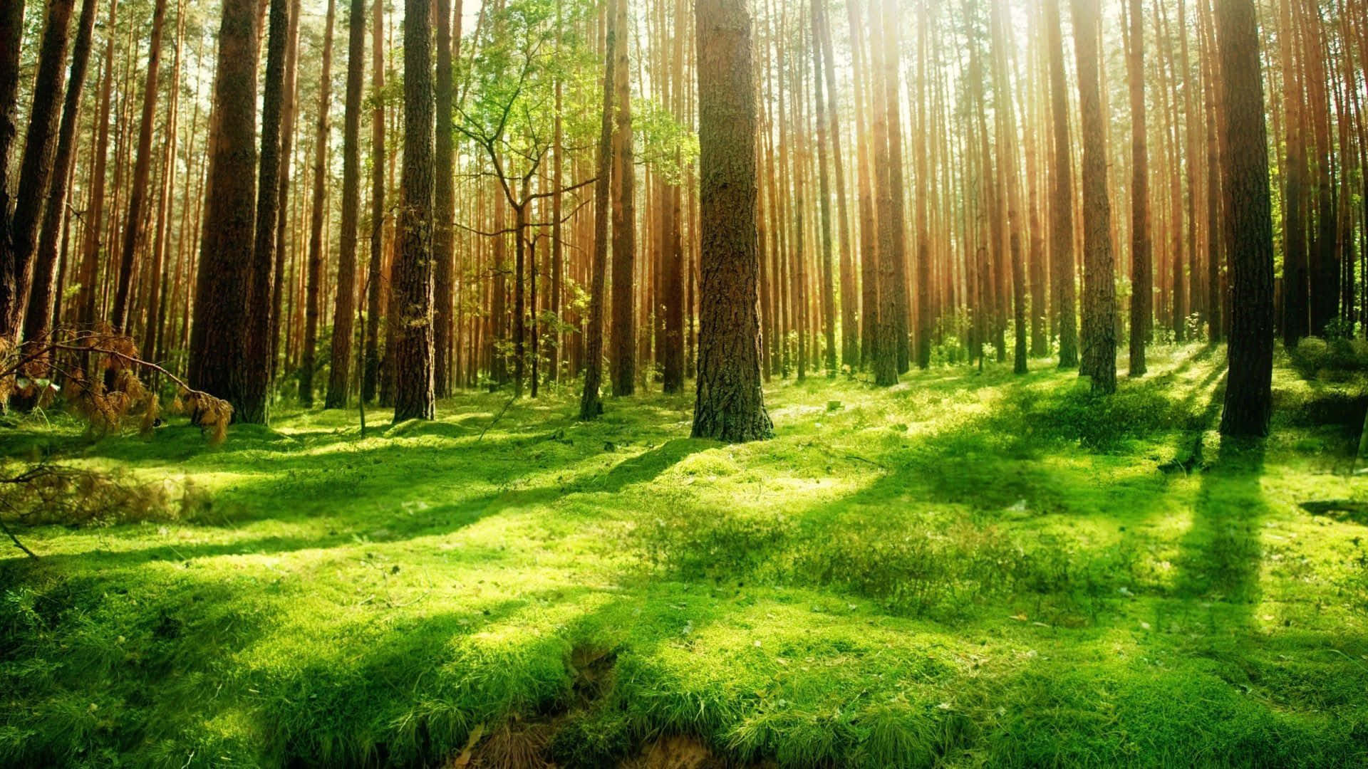 Forest Desktop 桌布 壁紙 — 陽光穿過高大的松樹，將金色光束投射在充滿活力的綠色苔蘚森林地面上。