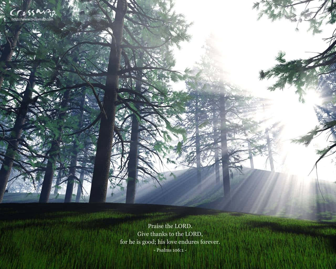 Christian Desktop 桌布 壁紙 — 陽光穿過高大的松樹，照亮了霧氣瀰漫的森林地面，上面長滿了鮮綠色的草。