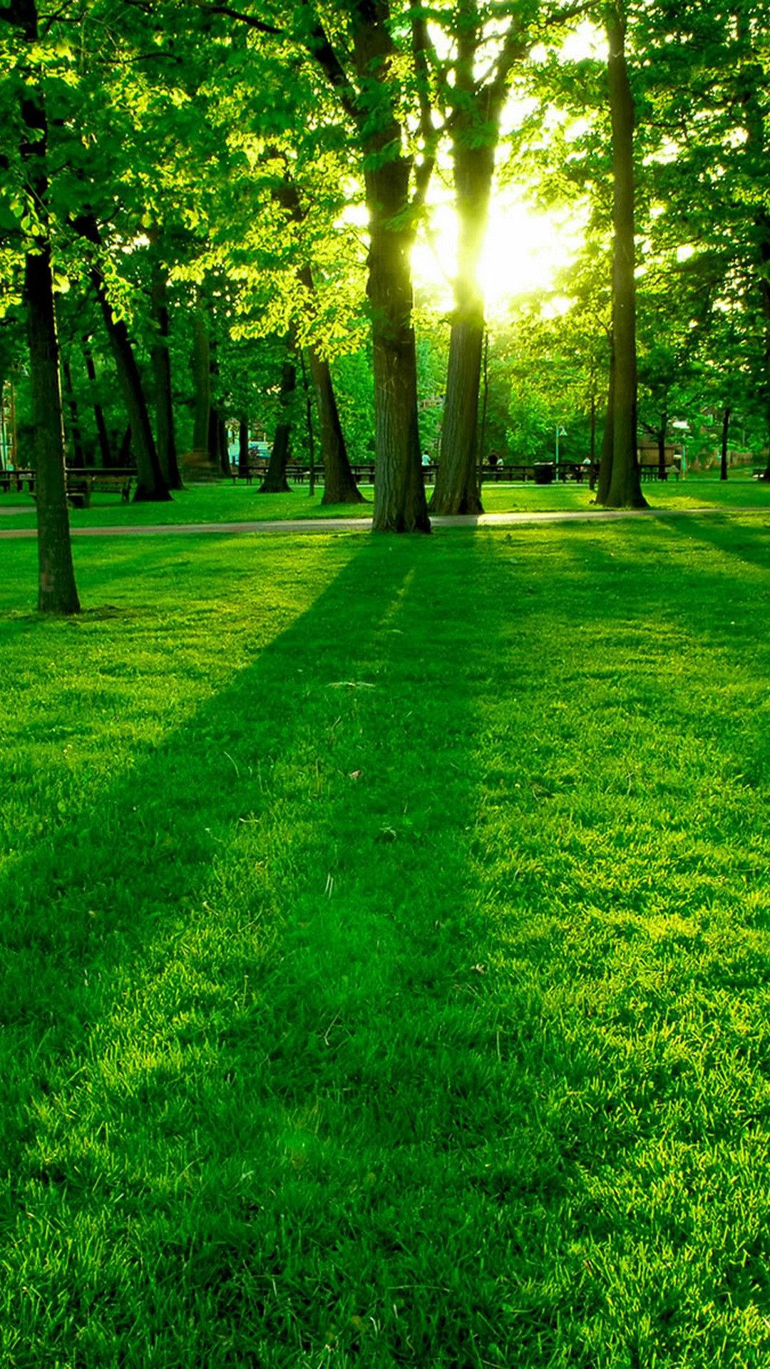 Tree 桌布 壁紙 — 陽光穿過高大的樹木，在充滿活力的綠色公園小徑上投下長長的影子。