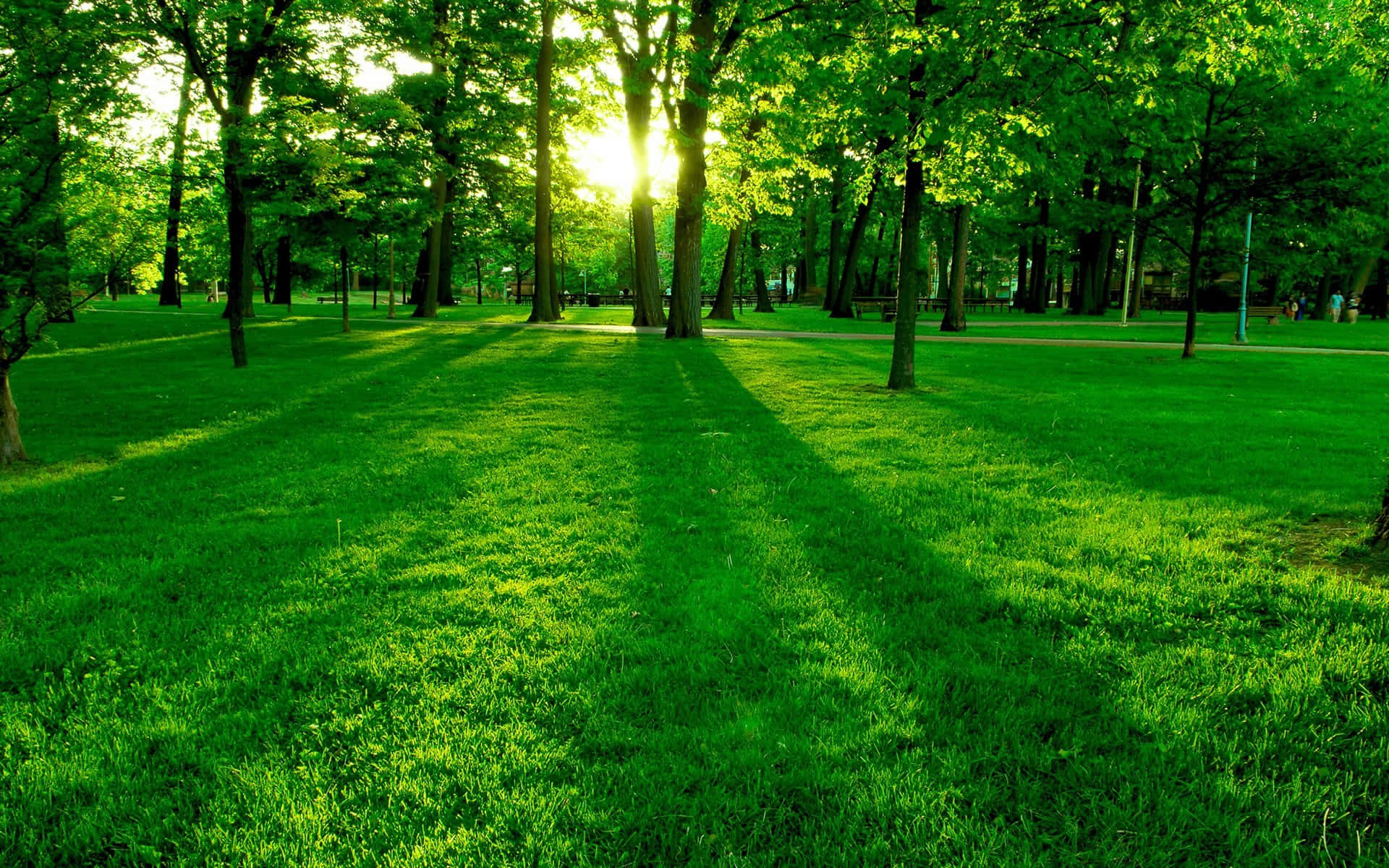 Photography Nature 桌布 壁紙 — 陽光穿過高大的樹木，在充滿活力的綠色草地上投下長長的影子。