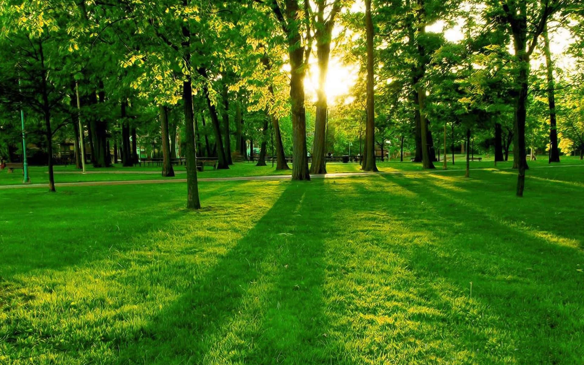 Tree 桌布 壁紙 — 陽光穿過高大的樹木，在充滿活力的綠色草地公園小徑上投下長長的影子。