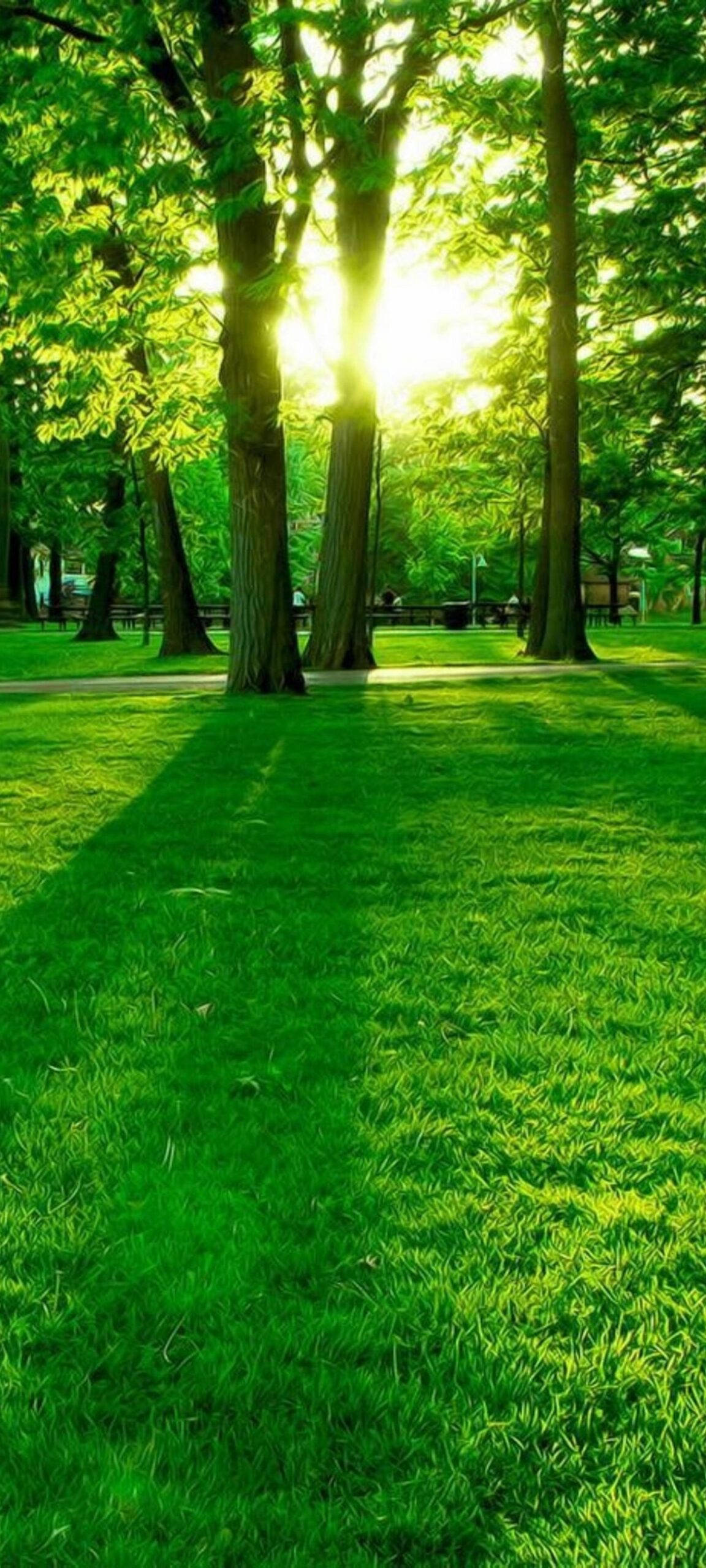 手機 桌布 壁紙 — 陽光穿過高大的樹木，在寧靜公園中翠綠的草地上投下長長的影子。