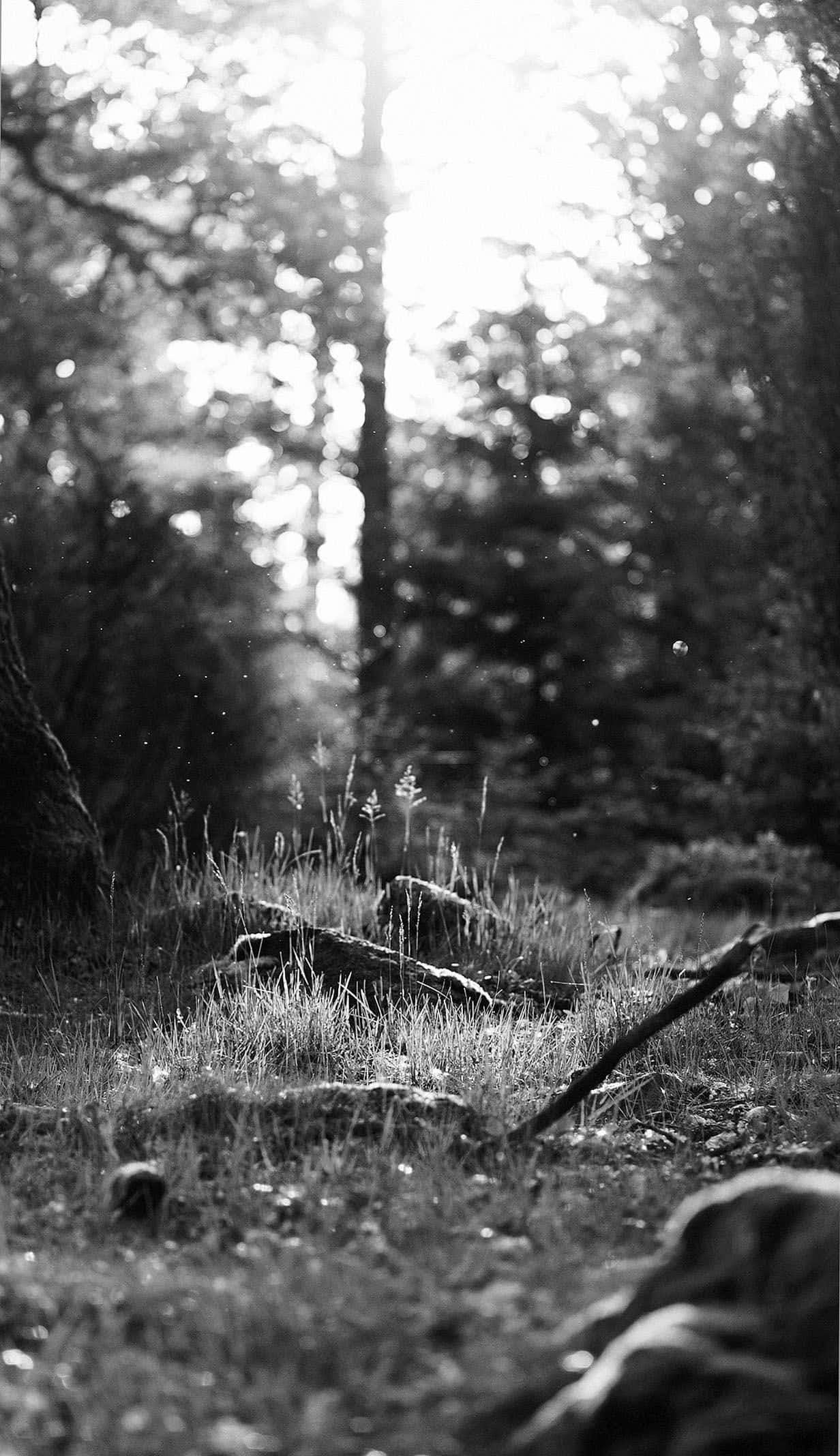 Black And White Nature 桌布 壁紙 — 陽光穿過高大的樹木，在寧靜森林的草地和倒下的原木上投下斑駁的光影。