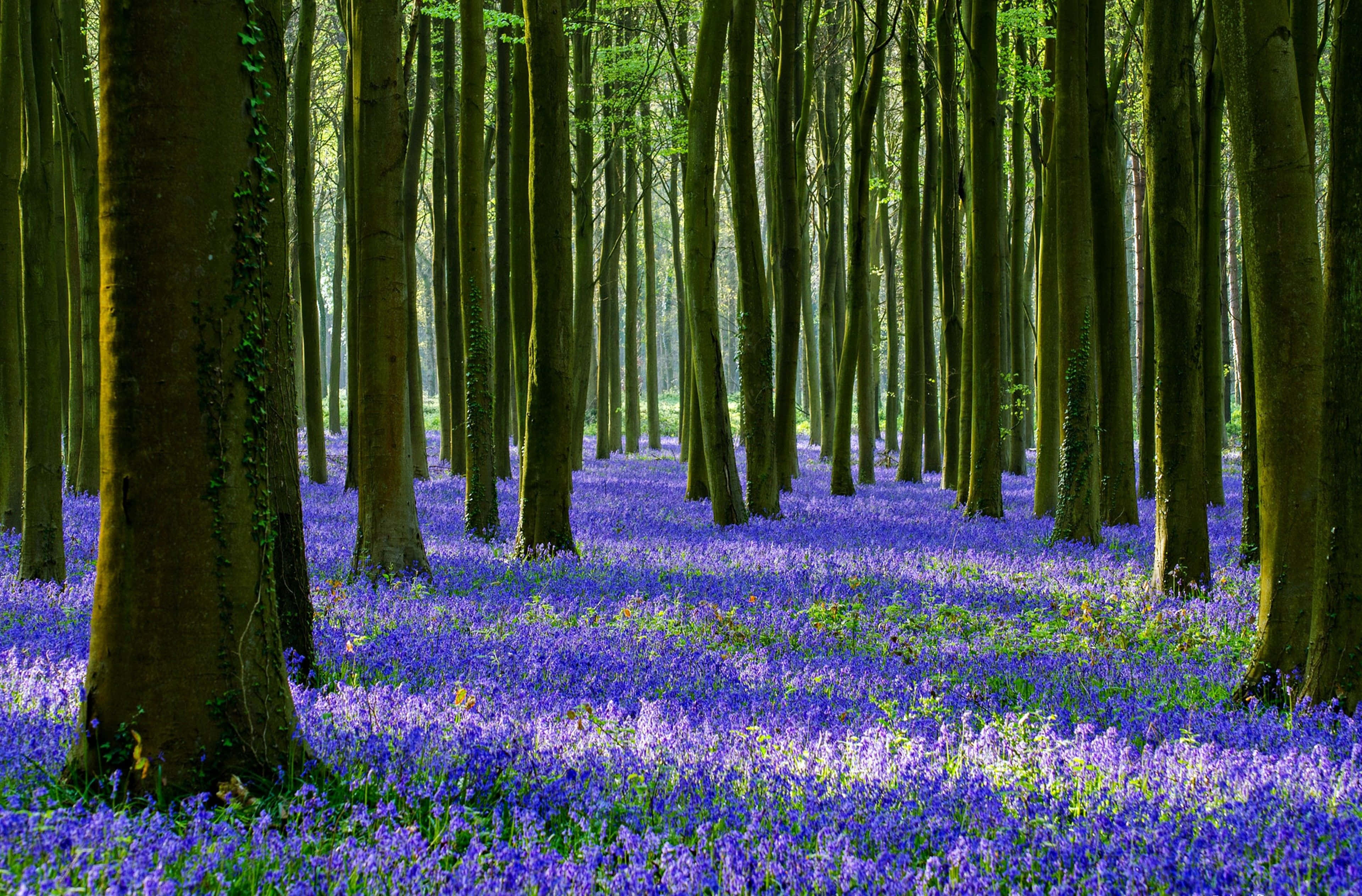 Spring Trees 桌布 壁紙 — 陽光穿過高大的樹木，在寧靜的森林中，將斑駁的光影投射在充滿活力的紫色藍鈴花地毯上。