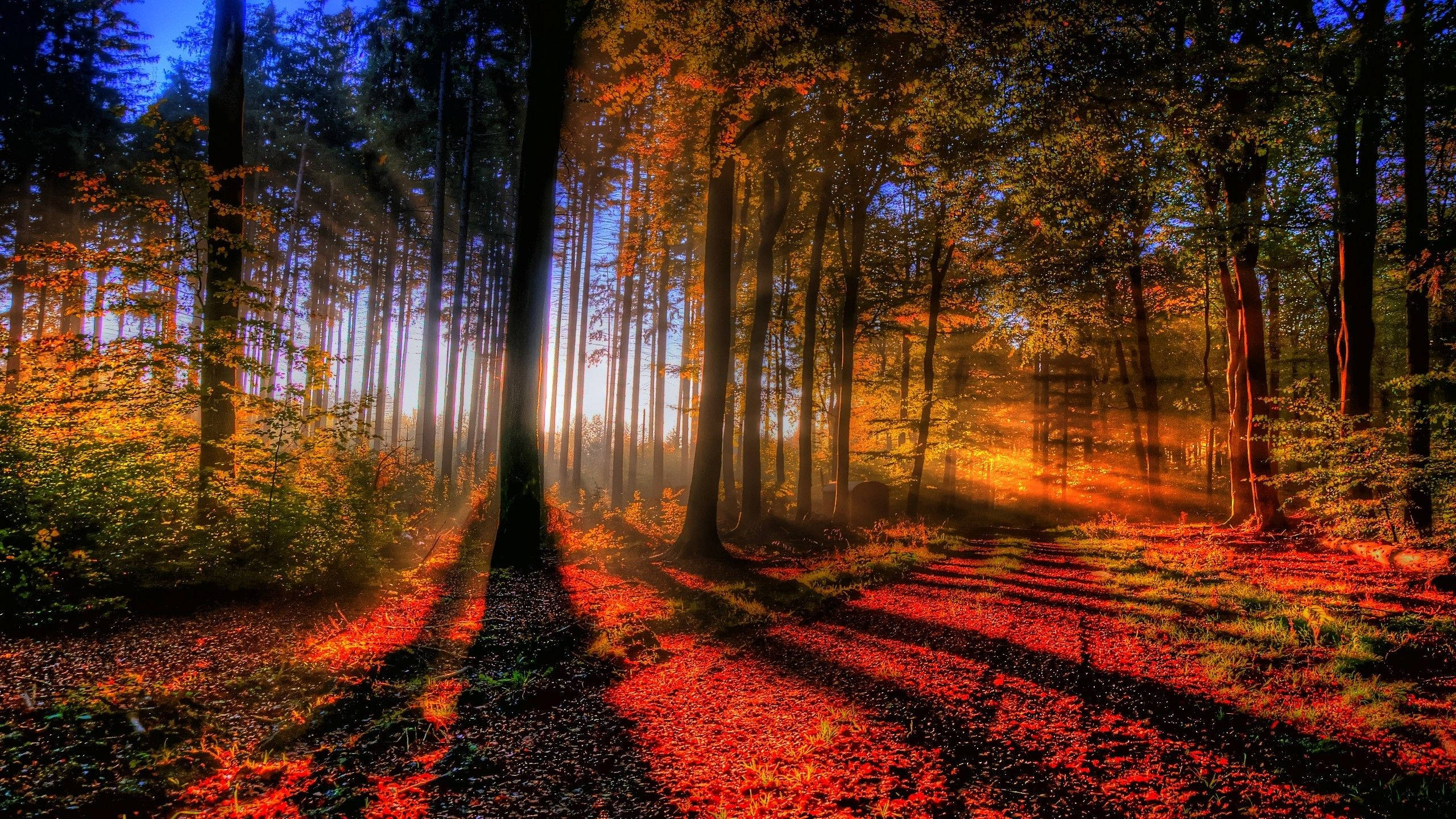 2560x1440 fall 桌布 壁紙 — 陽光穿過高大的樹木，在鋪滿火紅秋葉的森林地面上投下長長的影子。