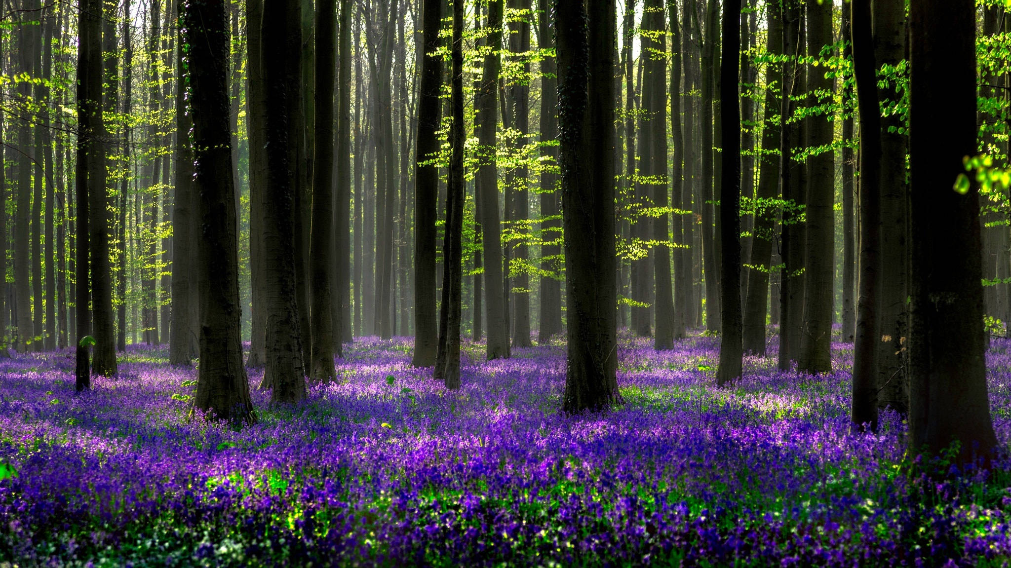 Hyacinth 桌布 壁紙 — 陽光穿過高大的樹木，照亮了寧靜森林中一片充滿活力的紫色藍鈴花地毯。