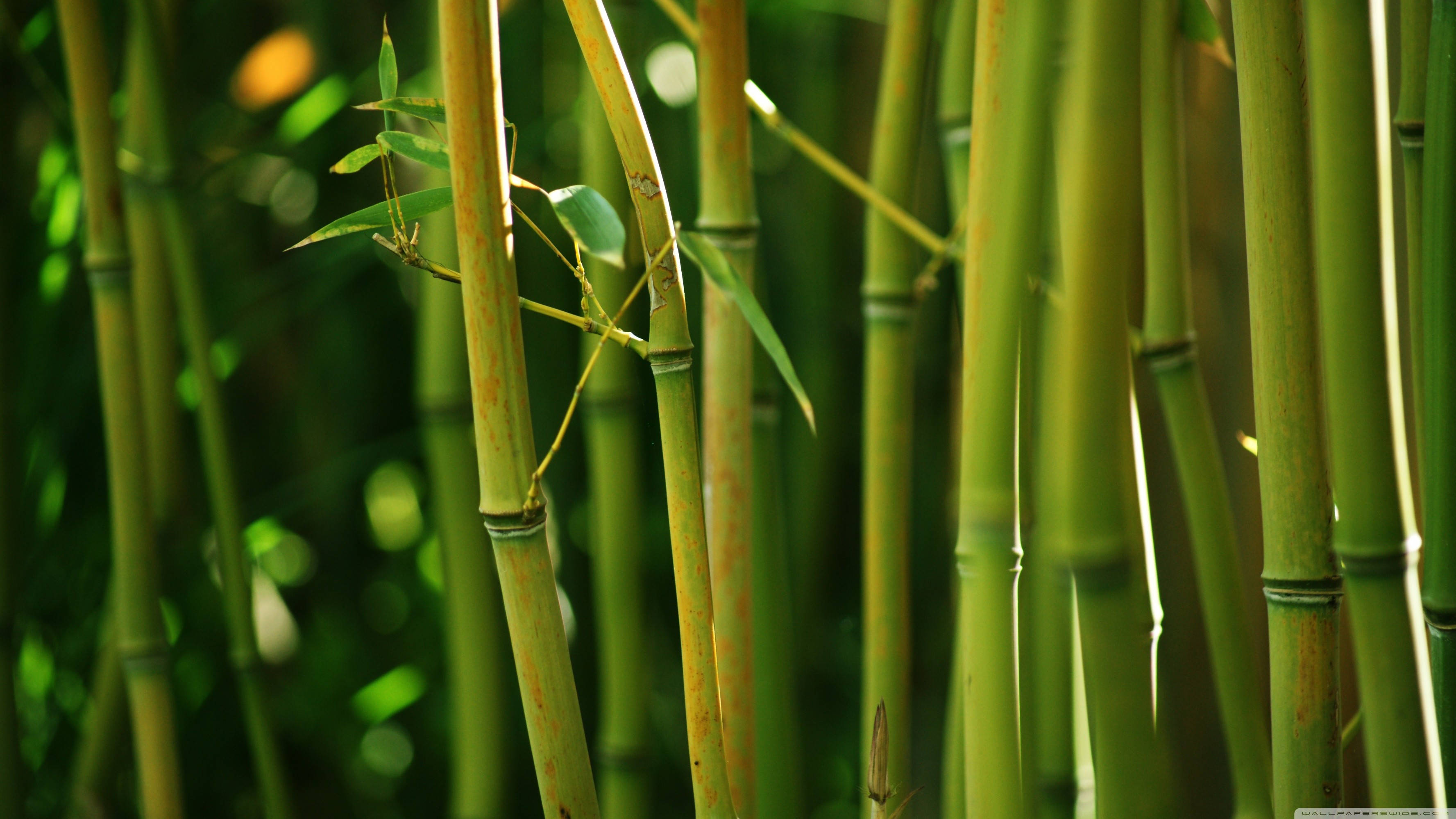 bamboo 4K 桌布 壁紙 — 陽光穿過高大的綠色竹莖，營造出寧靜的自然森林場景，帶有柔和的散景背景。