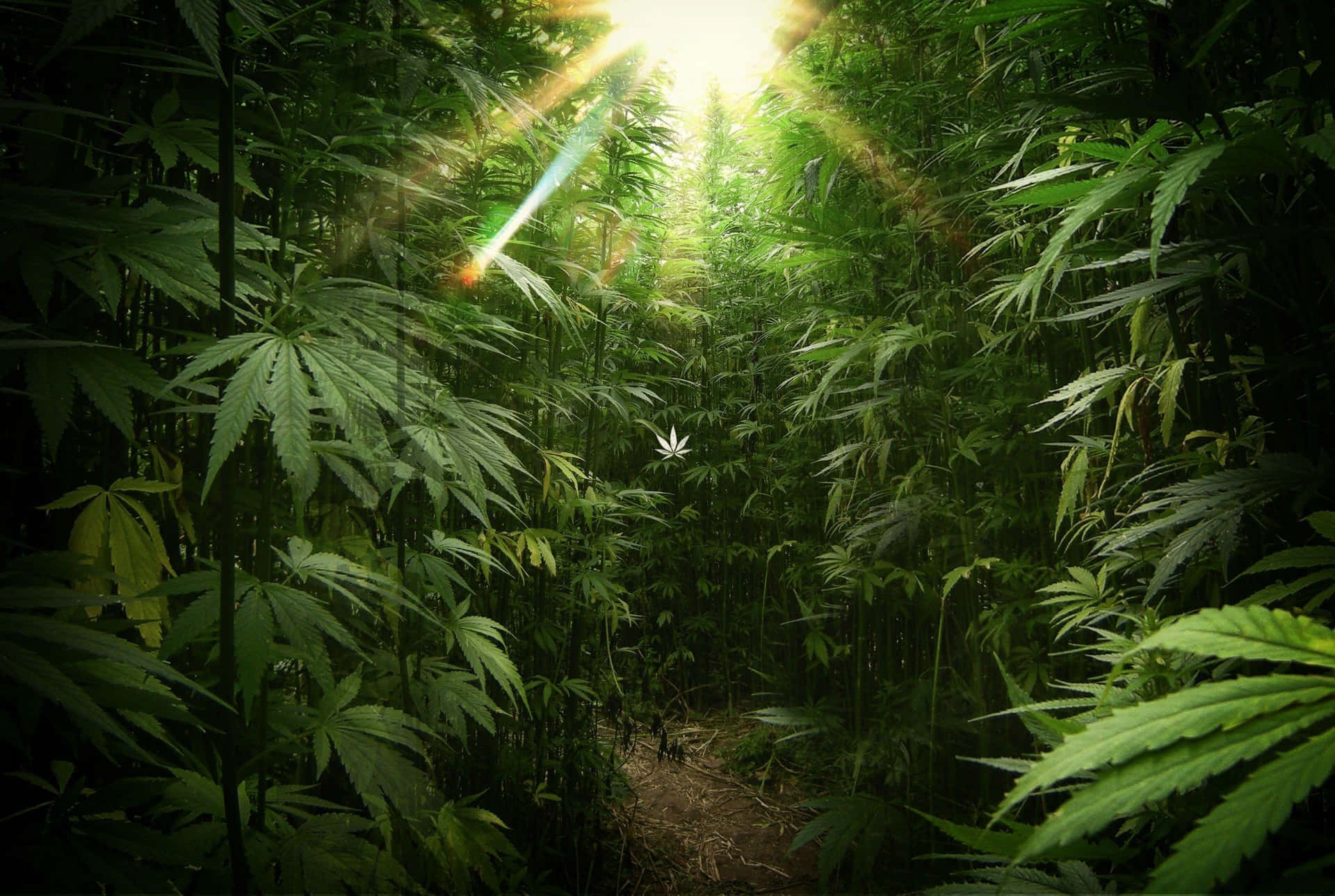 陽光透過高大的綠色大麻植物過濾，形成一條自然的森林小徑。 — 大麻 壁紙