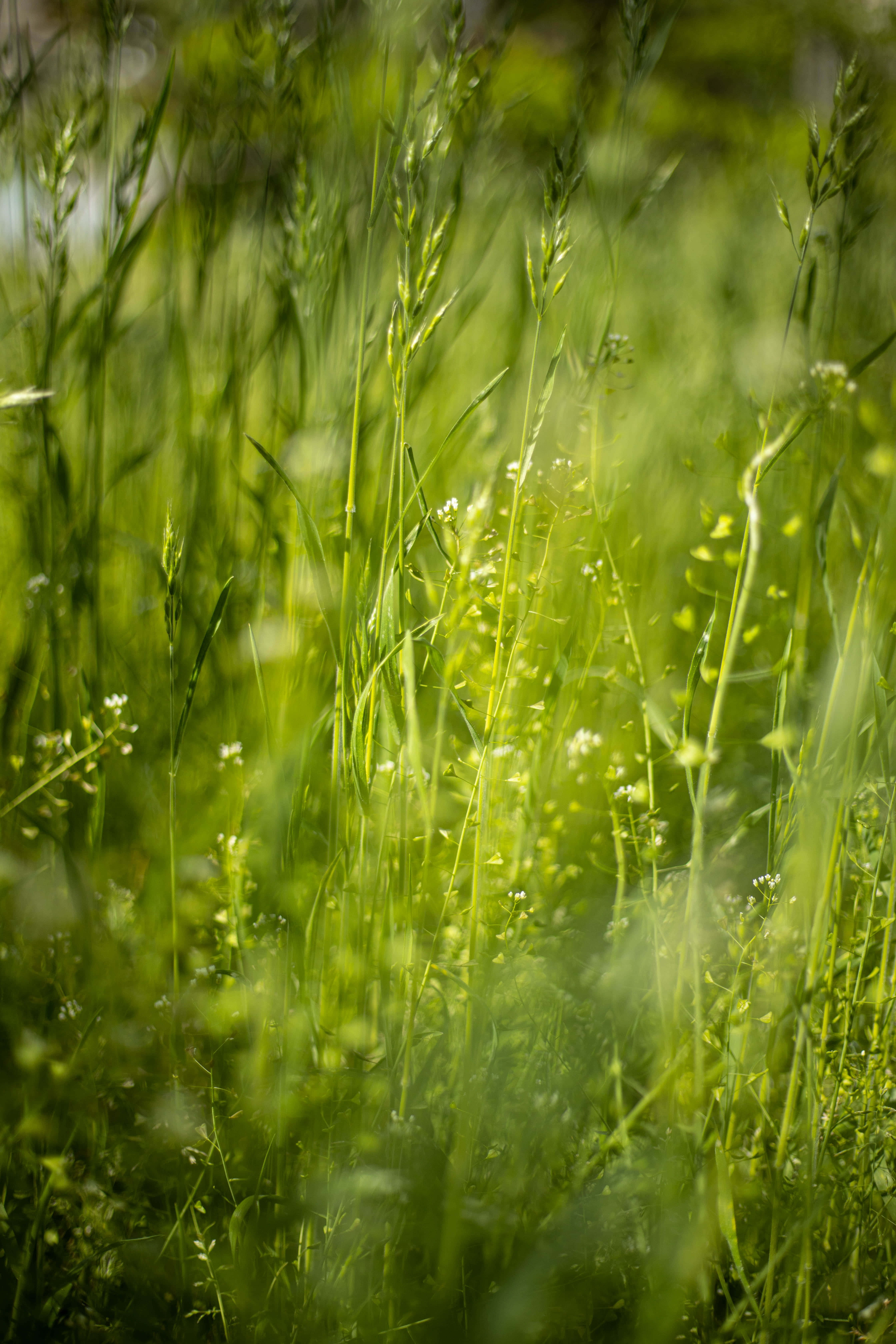 Grass 桌布 壁紙 — 陽光穿過高大鮮綠的草叢和纖細的白色野花，營造出淺景深效果。