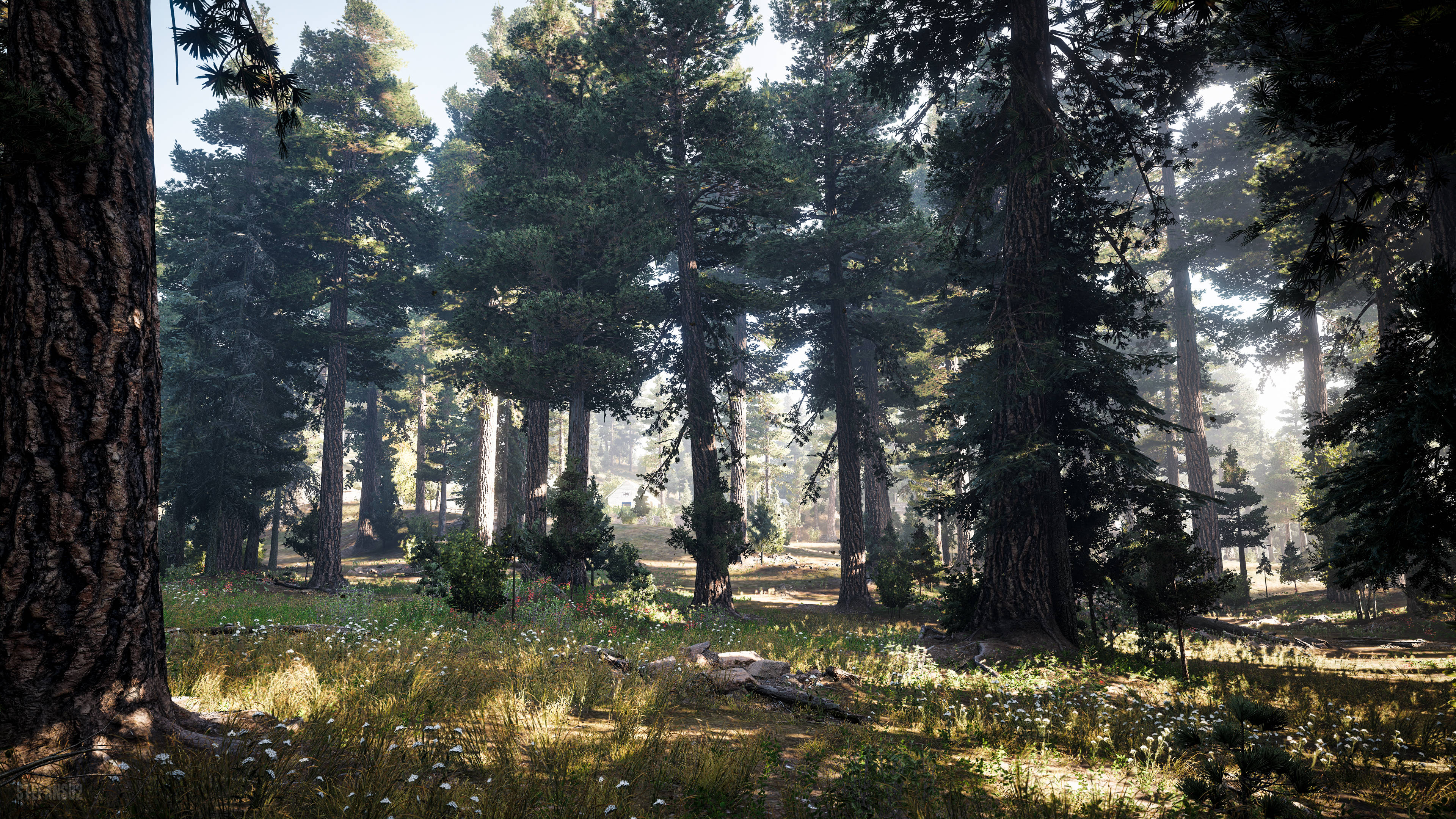 Far Cry 5 桌布 壁紙 — 陽光穿過高聳的松樹，在長滿苔蘚、點綴著野花的森林地面上投下斑駁的陰影。