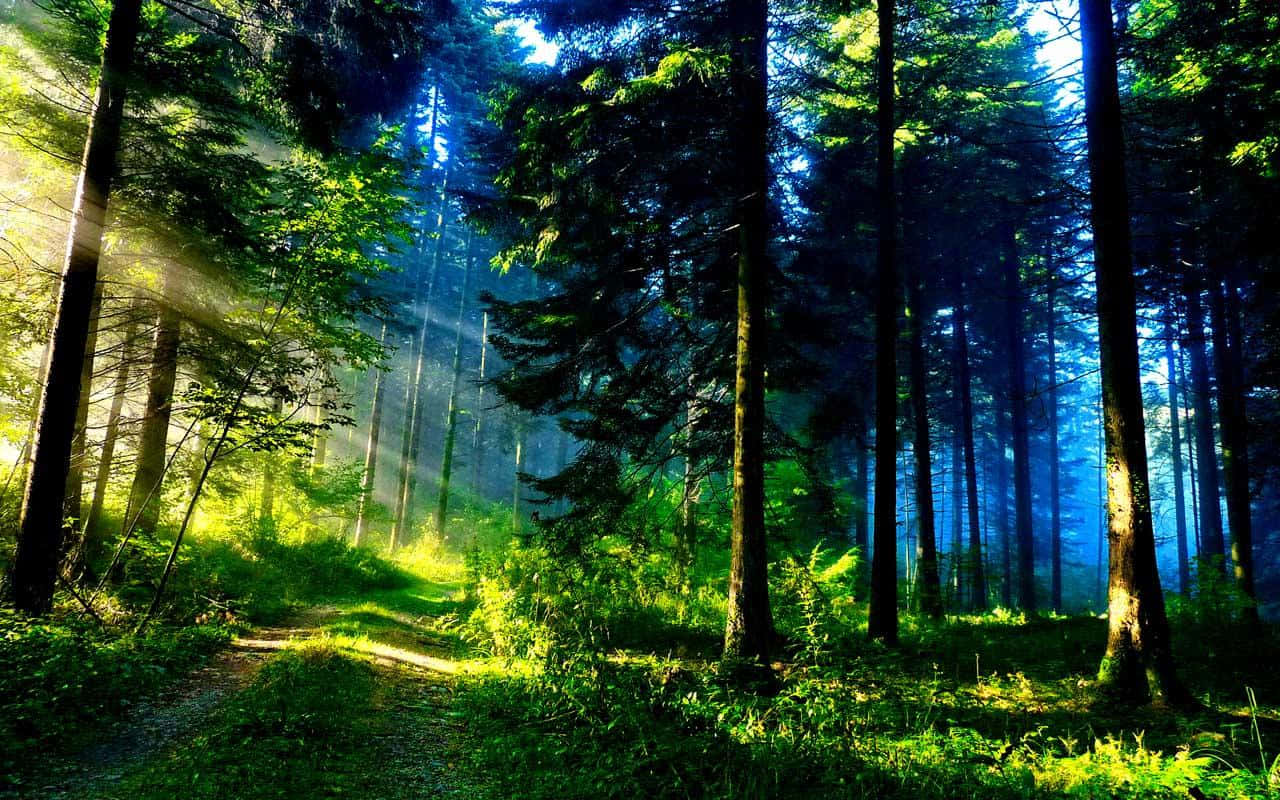 Beautiful Forest 桌布 壁紙 — 陽光穿過高聳的松樹，將金色光線投射在長滿苔蘚的森林地面上。