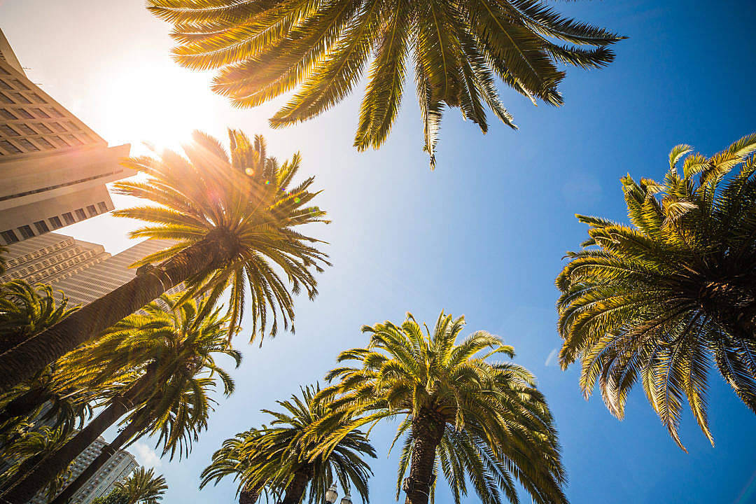 Tropical Beach 桌布 壁紙 — 陽光穿過高聳的棕櫚樹，映襯著清澈的藍天，背景中矗立著現代建築。