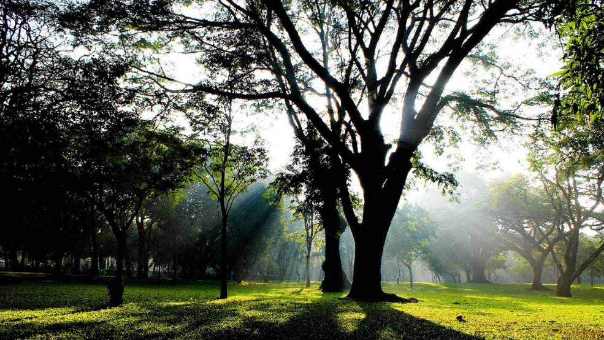 Bangalore 桌布 壁紙 — 陽光穿過高聳的樹木，在茂密的綠色森林地面上投下長長的陰影。