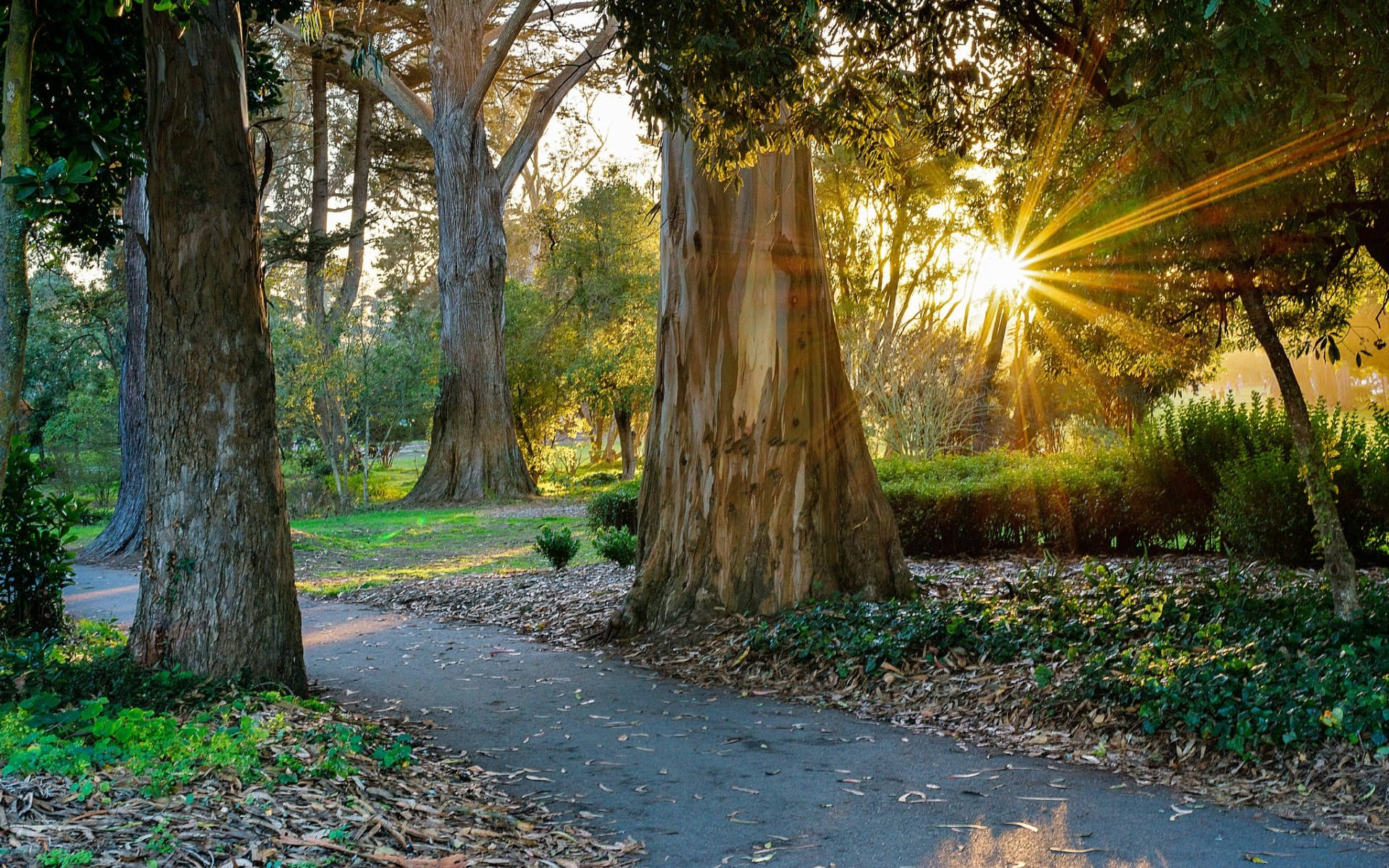 Golden Gate Park 桌布 壁紙 — 陽光穿過高聳的樹木，將金色的光芒灑在蜿蜒的森林小徑上，小徑兩旁鋪滿了落葉。