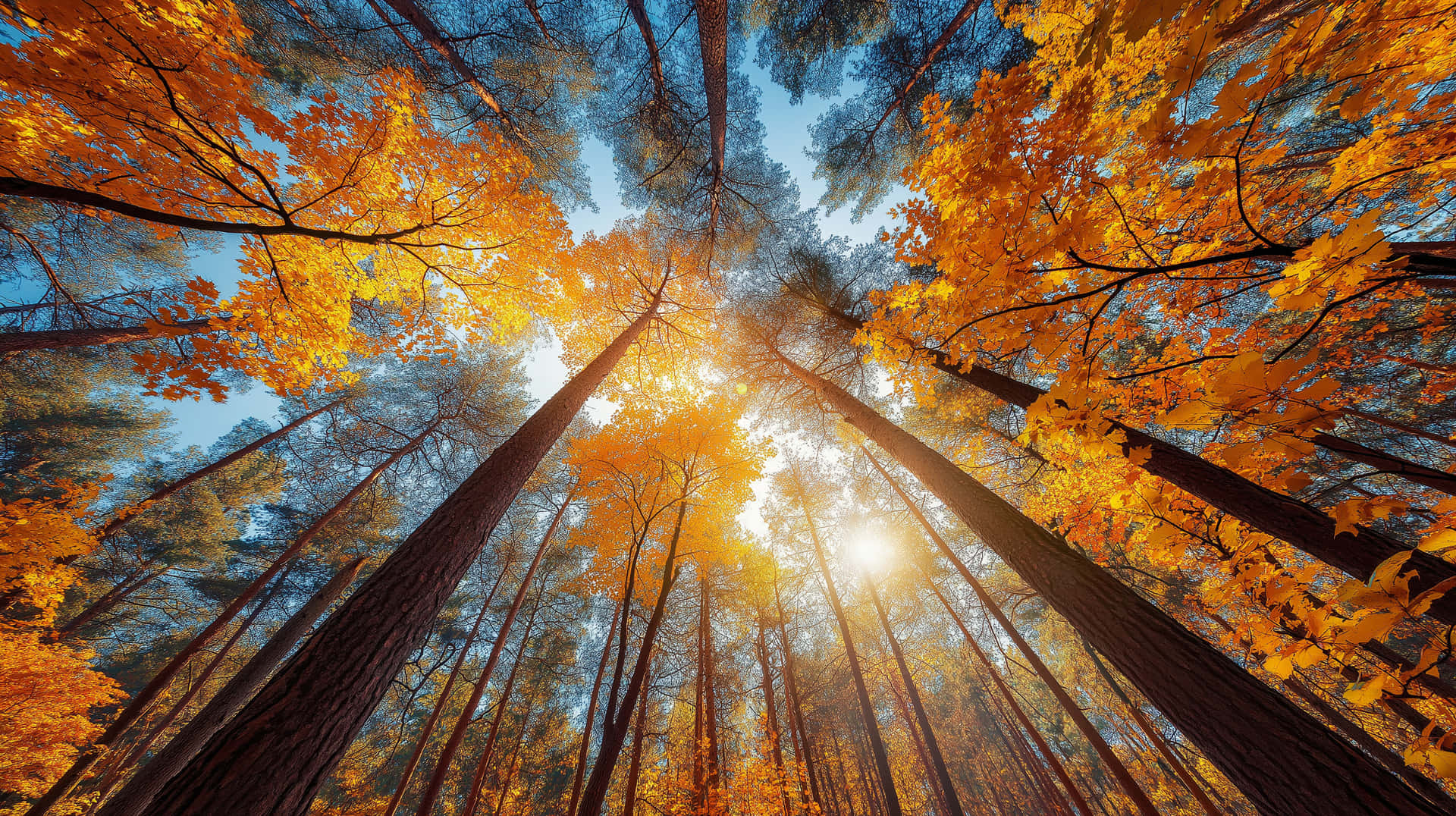 Autumn Forest Canopy Viewed from Below, Sun Drenched Foliage 壁紙 — 陽光穿過高聳的樹木，樹上掛著金黃色的秋葉，映襯著清澈的藍天。