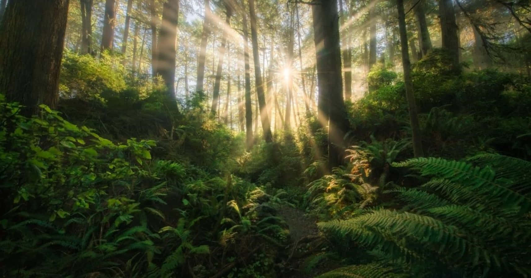 Rainforest 桌布 壁紙 — 陽光穿過高聳的樹木，照亮了長滿蕨類植物的茂密森林地面。