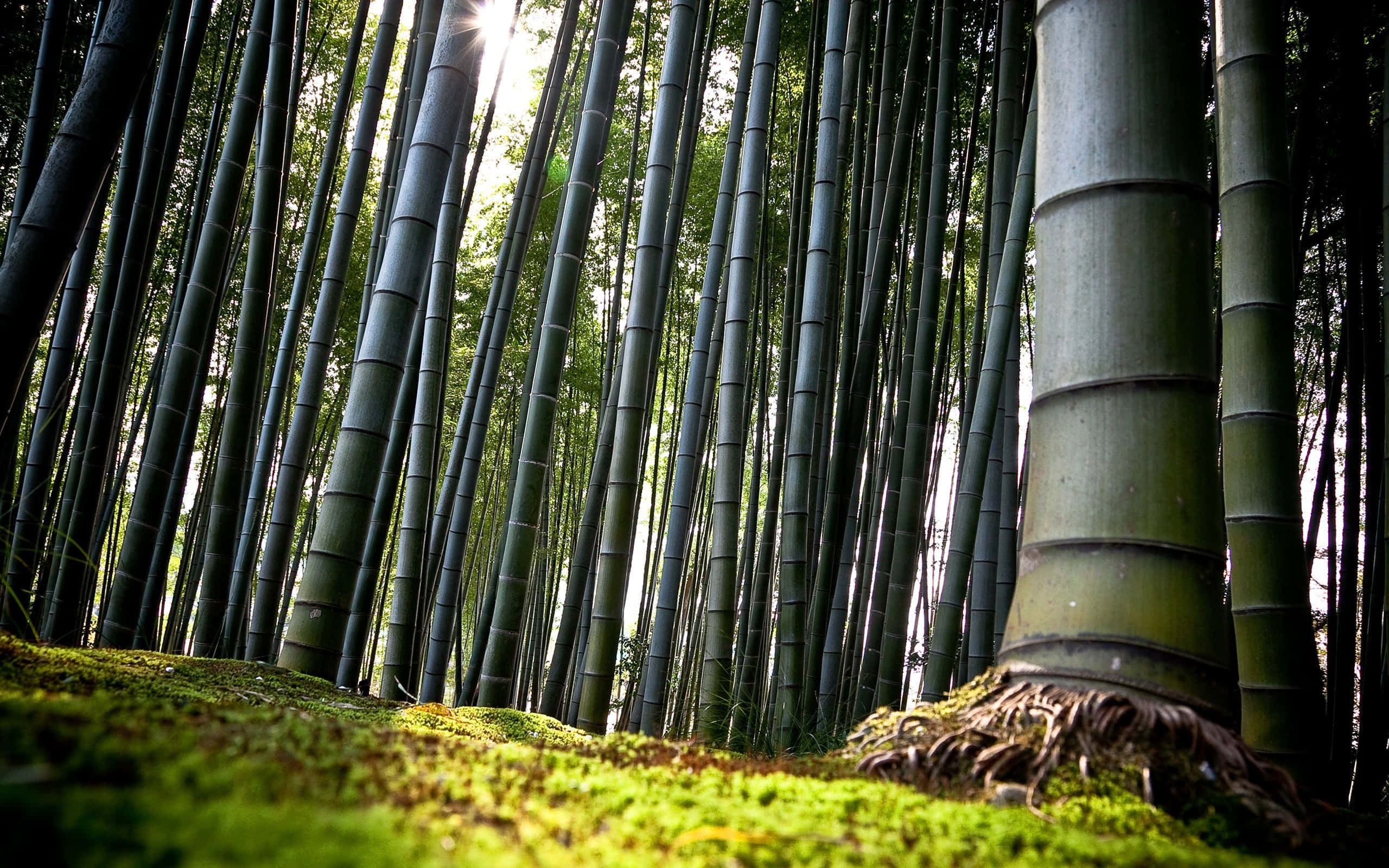 森林 桌布 壁紙 — 陽光穿過高聳的竹莖，在下方充滿活力的綠色苔蘚上投下斑駁的光影。