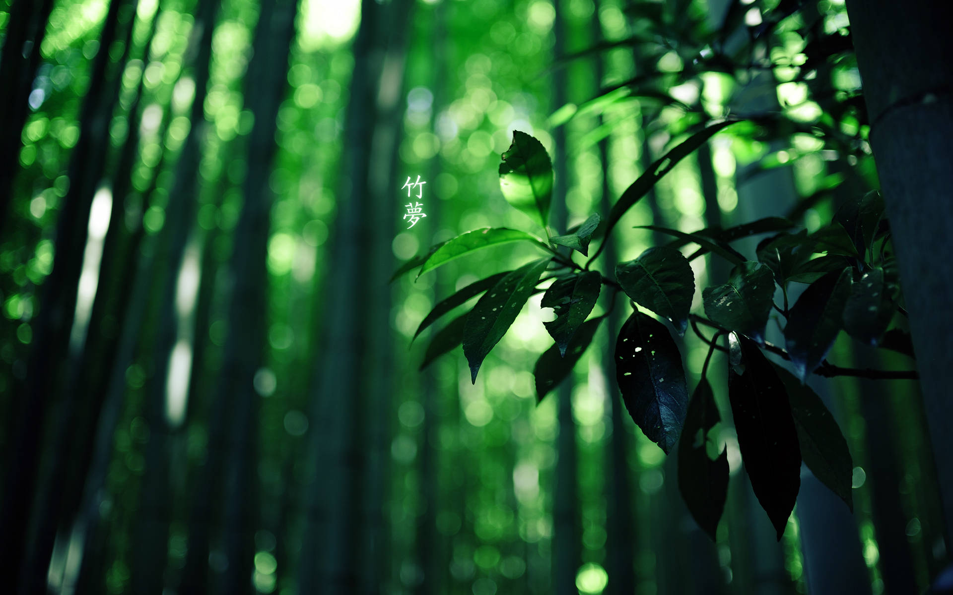 Bamboo HD 桌布 壁紙 — 陽光穿過高聳的竹莖，在前景的葉子上投射出斑駁的綠色散景。