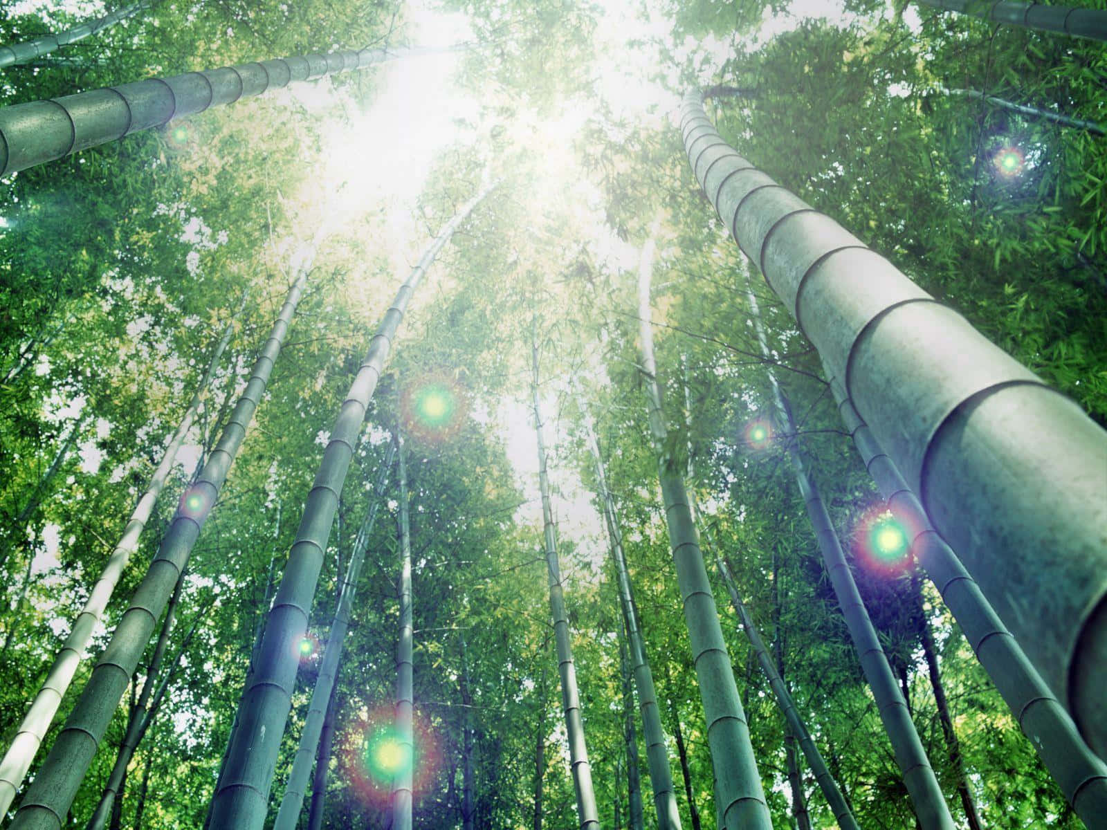 Bamboo Desktop 桌布 壁紙 — 陽光穿過高聳的竹莖，形成寧靜的森林樹冠，帶有鏡頭光暈。