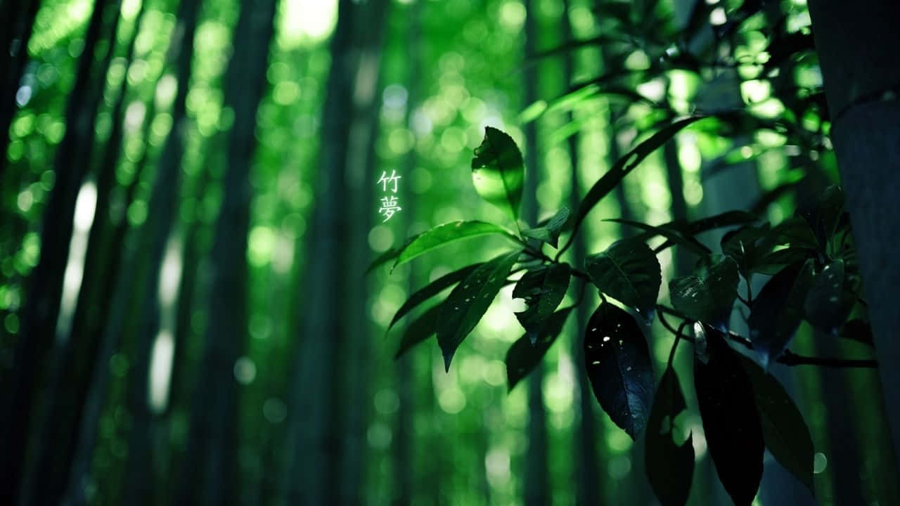 720p Bamboo 桌布 壁紙 — 陽光穿過高聳的竹莖和茂密的綠葉，灑落在寧靜的森林中。