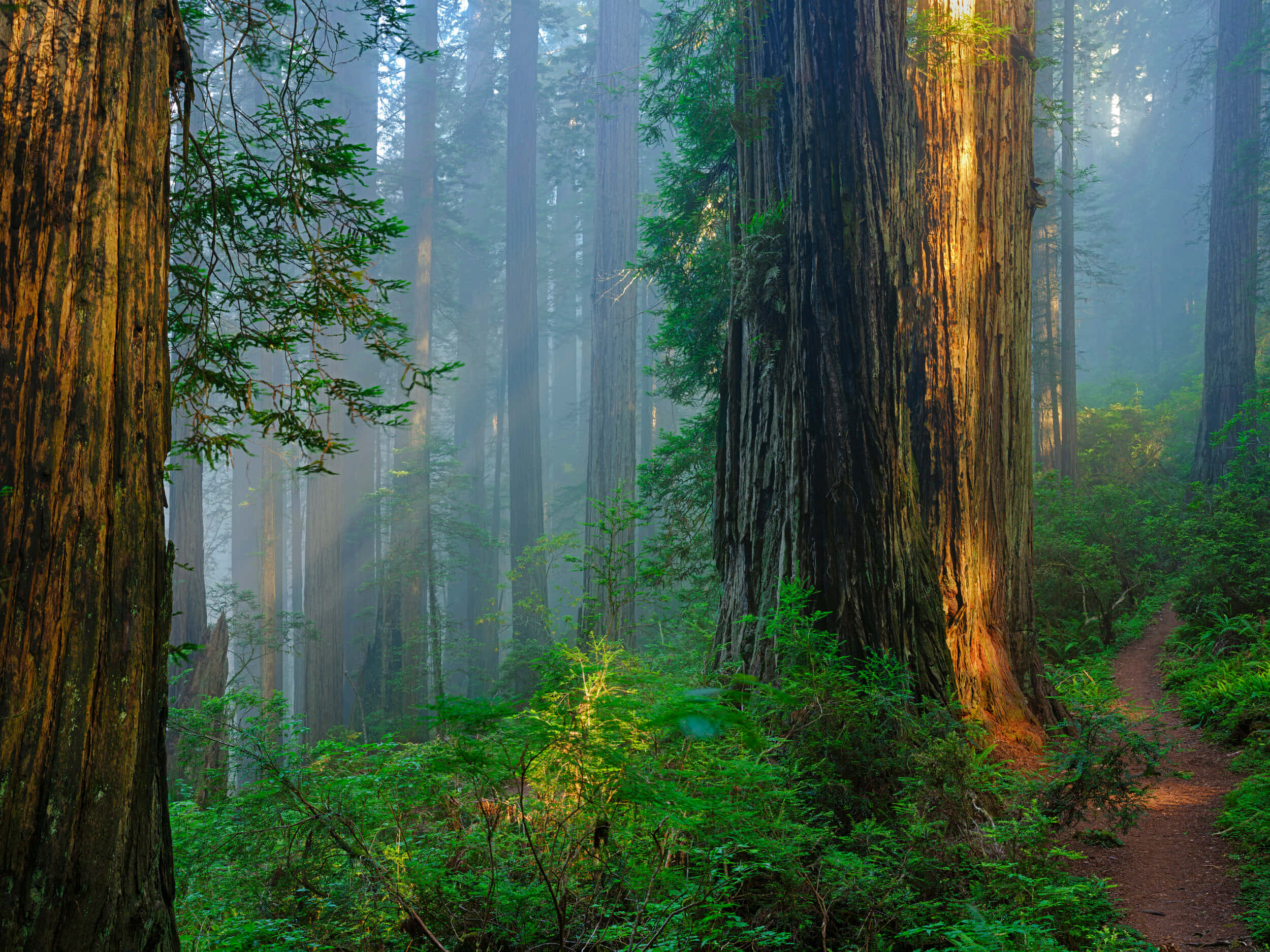 trees 桌布 壁紙 — 陽光穿過高聳的紅杉，在霧氣瀰漫的森林地面上投下金色光束，周圍長滿茂密的綠色蕨類植物。