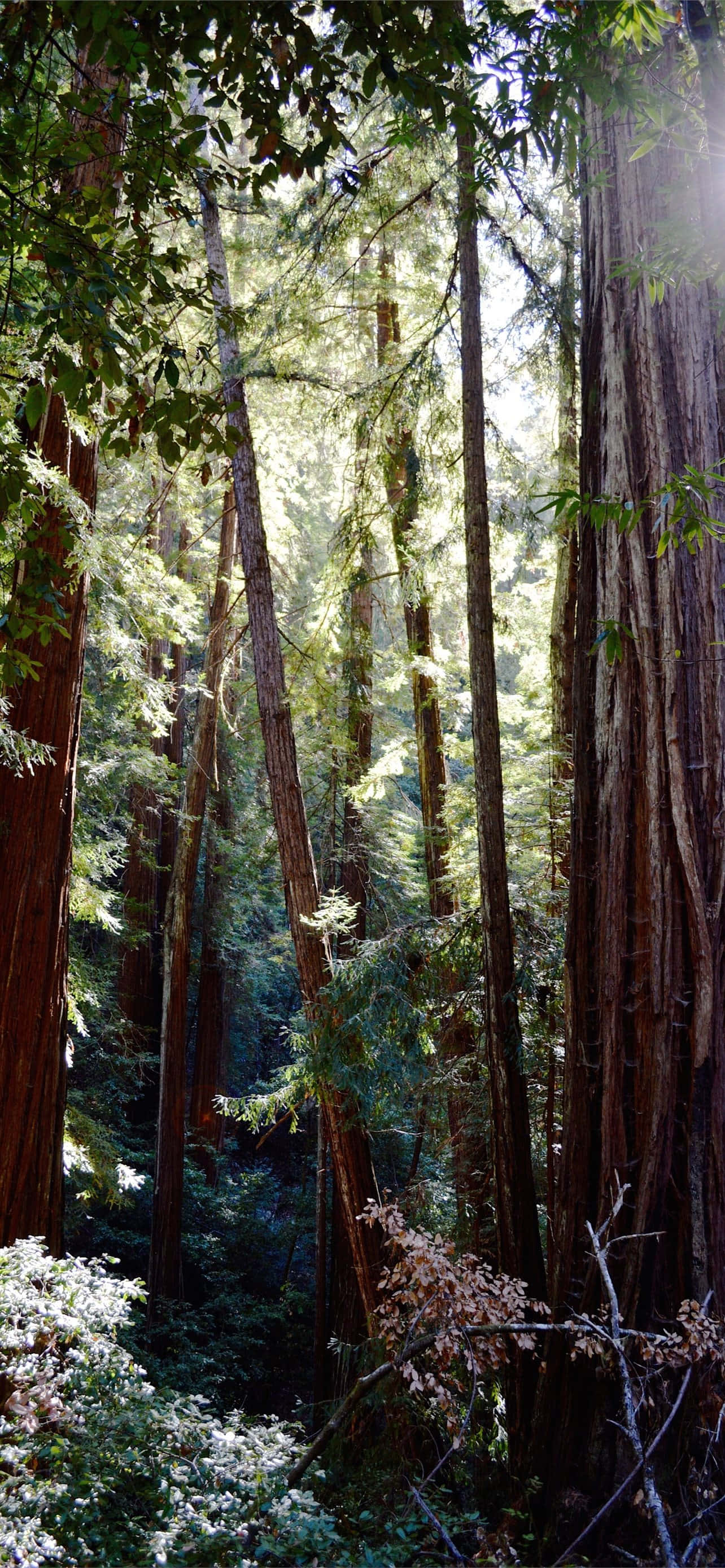 trees 桌布 壁紙 — 陽光穿過高聳的紅杉樹，在茂密的森林地面上投下斑駁的光影。