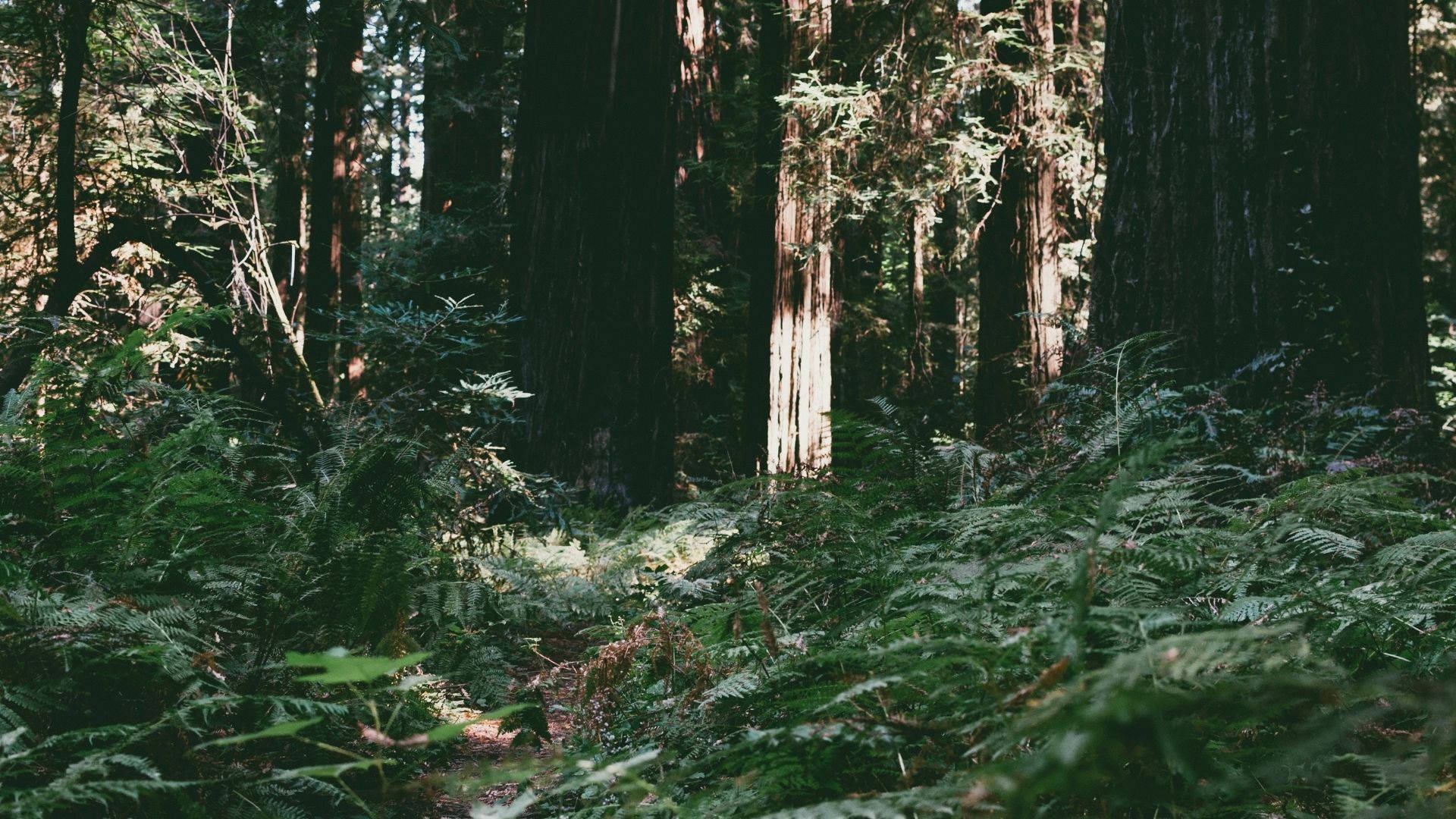 Redwood 桌布 壁紙 — 陽光穿過高聳的紅杉樹，在茂密的蕨類覆蓋的森林地面上投下斑駁的光影。