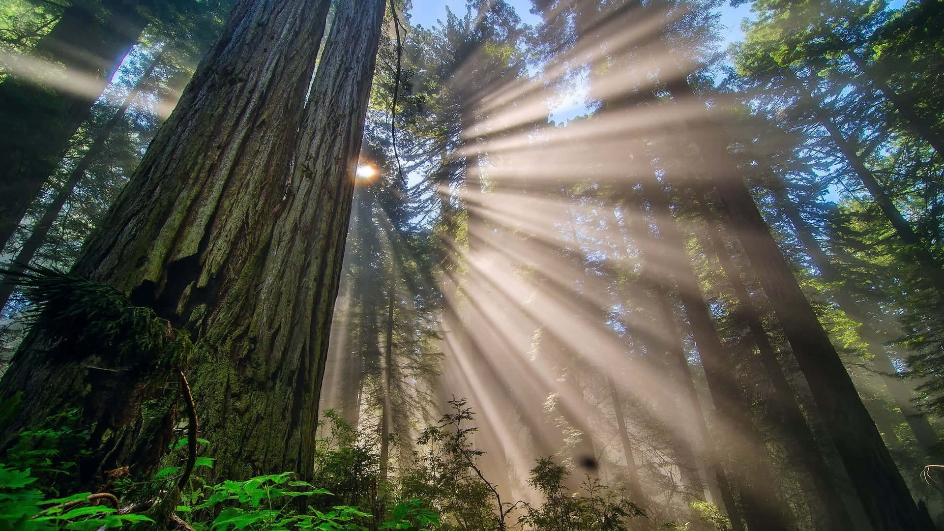 Redwood Trees 桌布 壁紙 — 陽光穿過高聳的紅杉樹，在迷霧籠罩的森林地面上投射出空靈的光束。