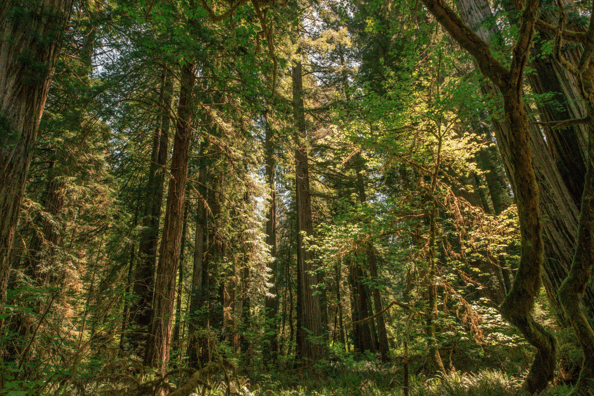 Redwood Forest 桌布 壁紙 — 陽光穿過高聳的紅杉樹，在長滿苔蘚的森林地面上投下斑駁的金色光芒。