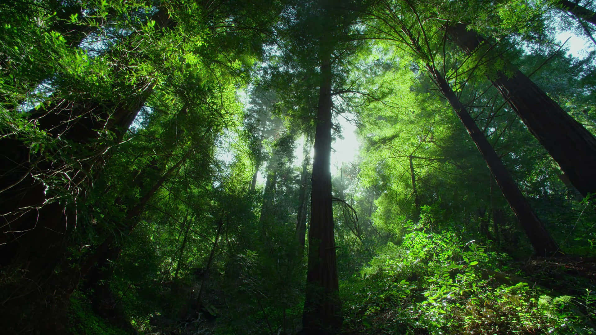 Forest Tree 桌布 壁紙 — 陽光穿過高聳的紅杉樹，在霧氣瀰漫的森林地面上投下斑駁的綠色光影。