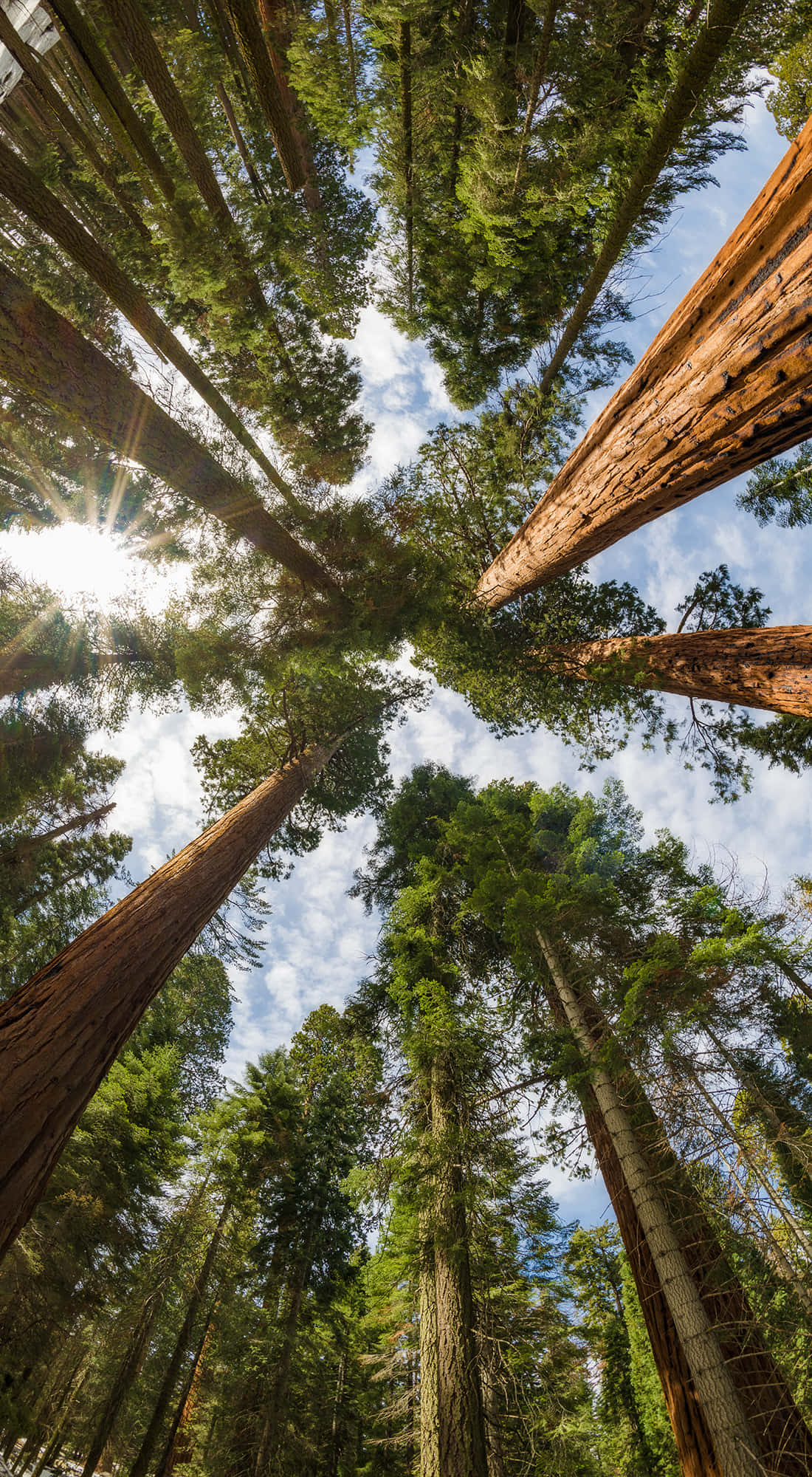Trees iPhone 桌布 壁紙 — 陽光穿過高聳的紅杉樹，射向帶有零星雲朵的藍天。